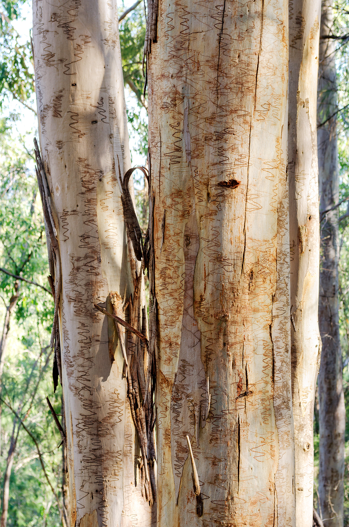 The distinctive scribbles often found on the scribbly gum bark are caused by the scribbly gum moth (genus Ogmograptis)