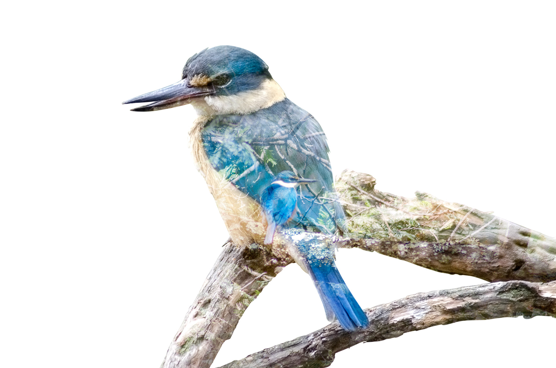 A multiple exposure of a sacred kingfisher in its woodland habitat