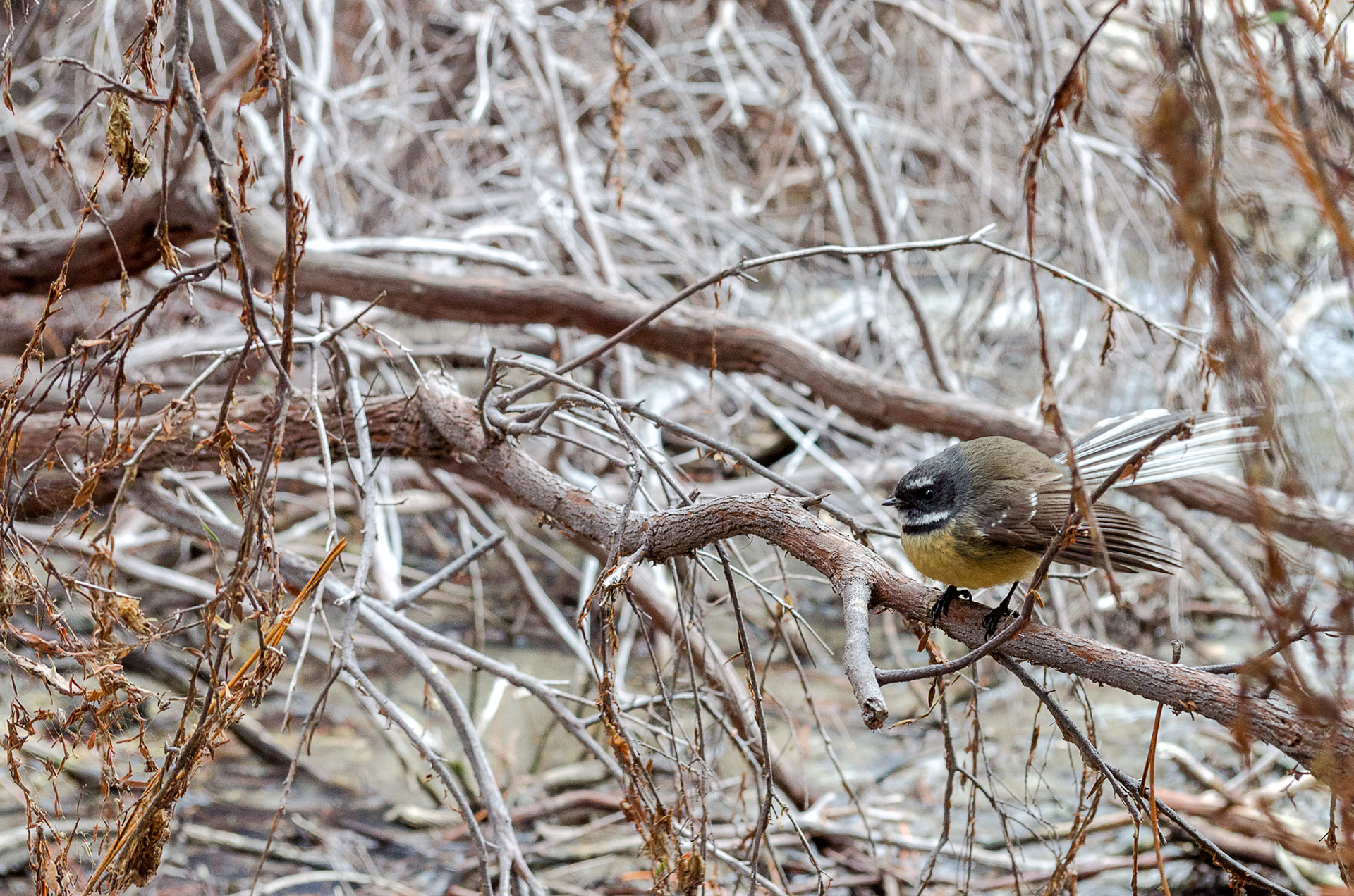 A New Zealand fantail perching in some native forest in the Waikite Valley, North Island, New Zealand