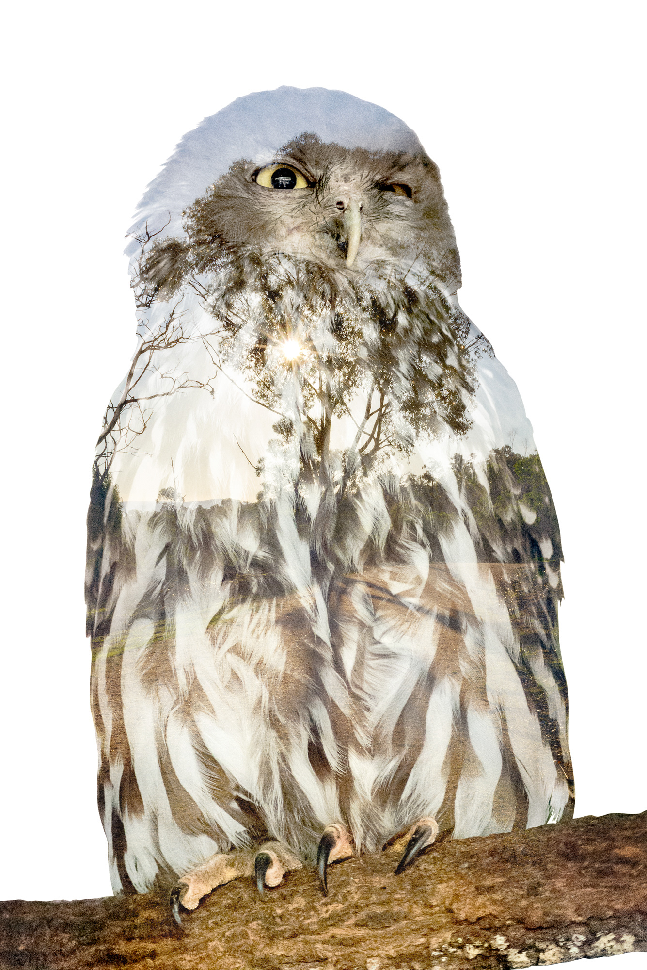 A multiple exposure of a powerful owl in its open woodland habitat