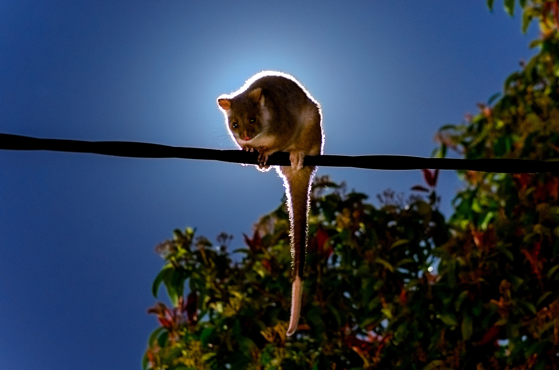 A common ringtail possum perching on a powerline
