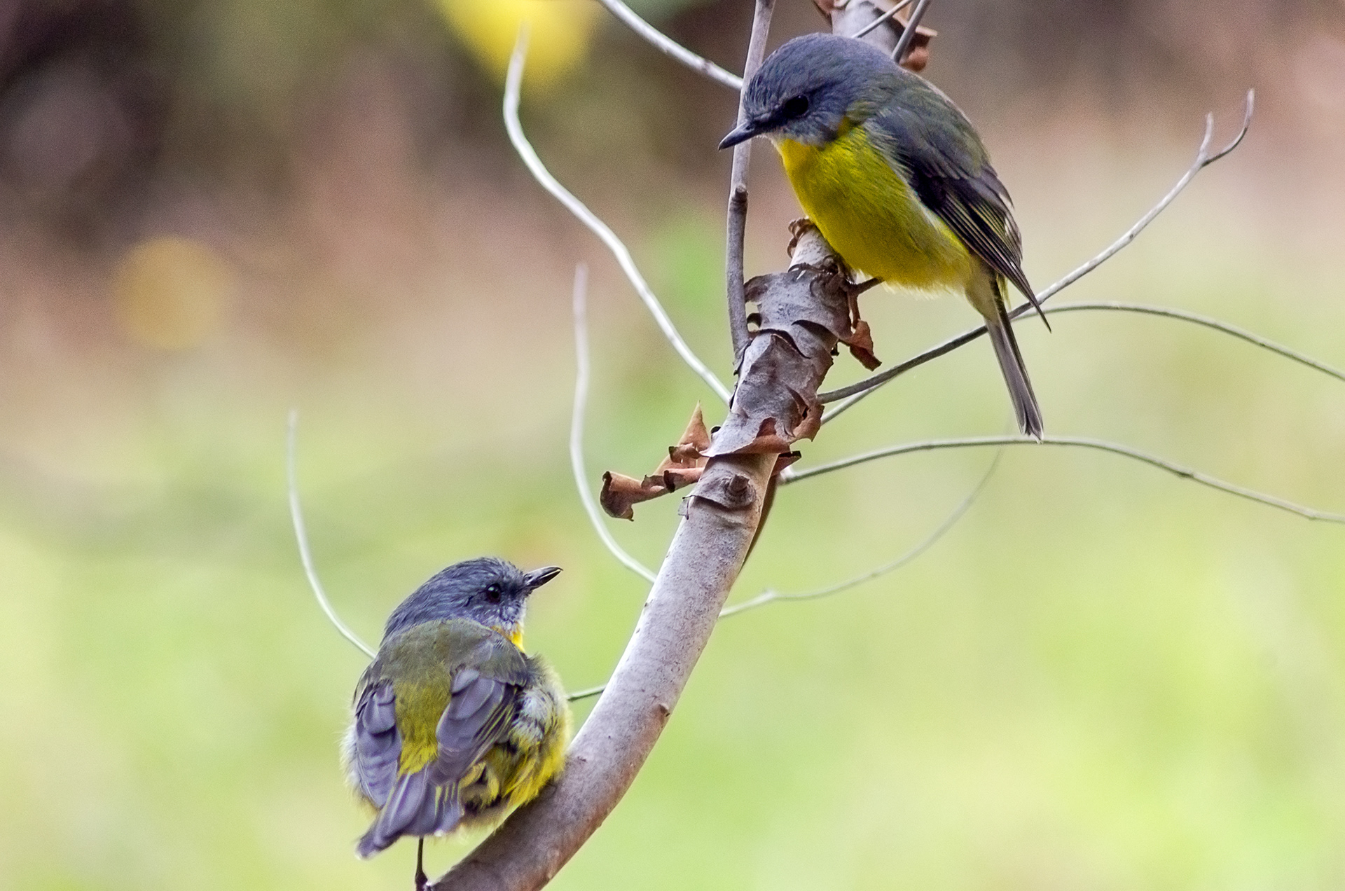 A pair of eastern yellow robins hanging out at the Dandenong Ranges Botanic Gardens in Victoria