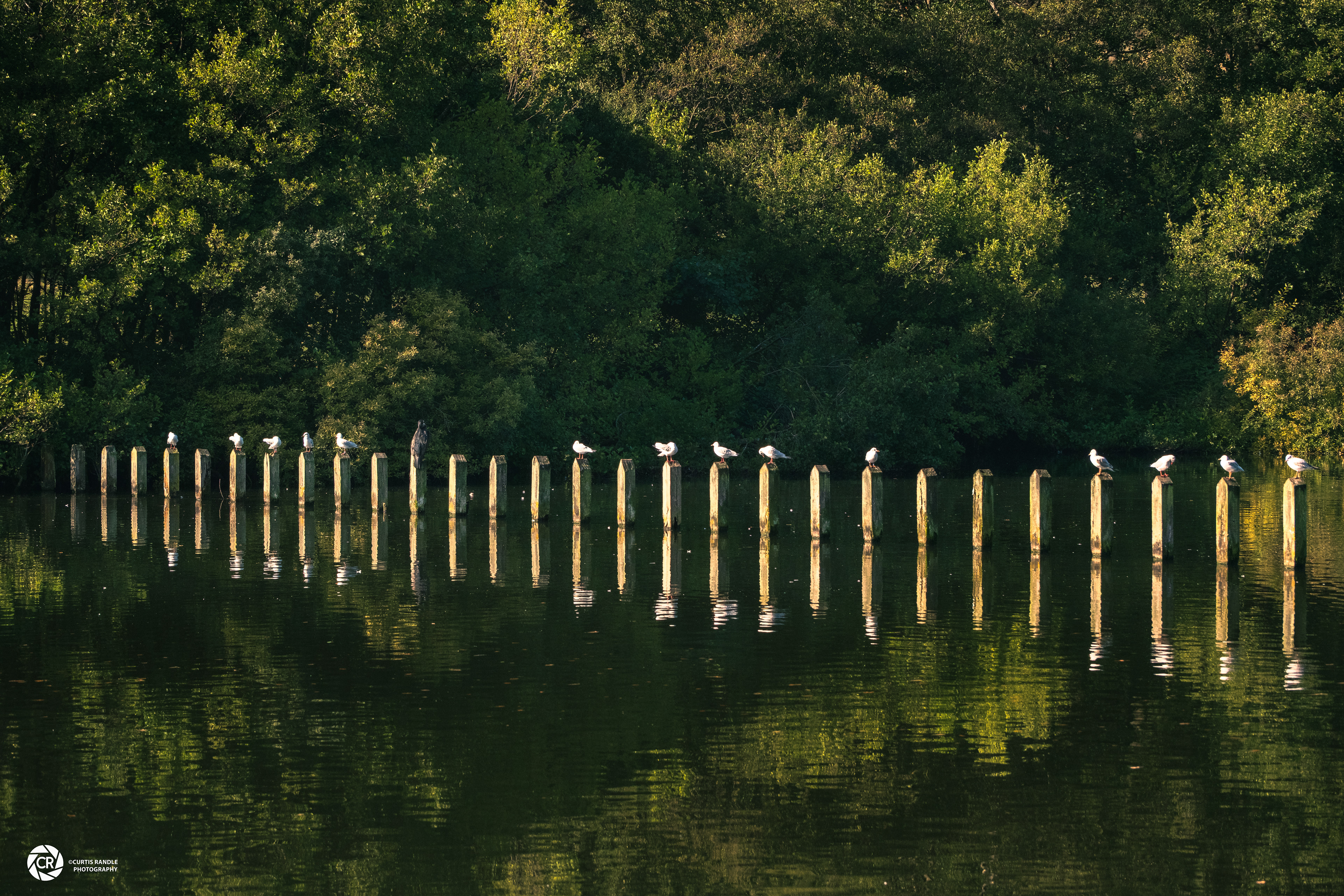 Roundhay Park