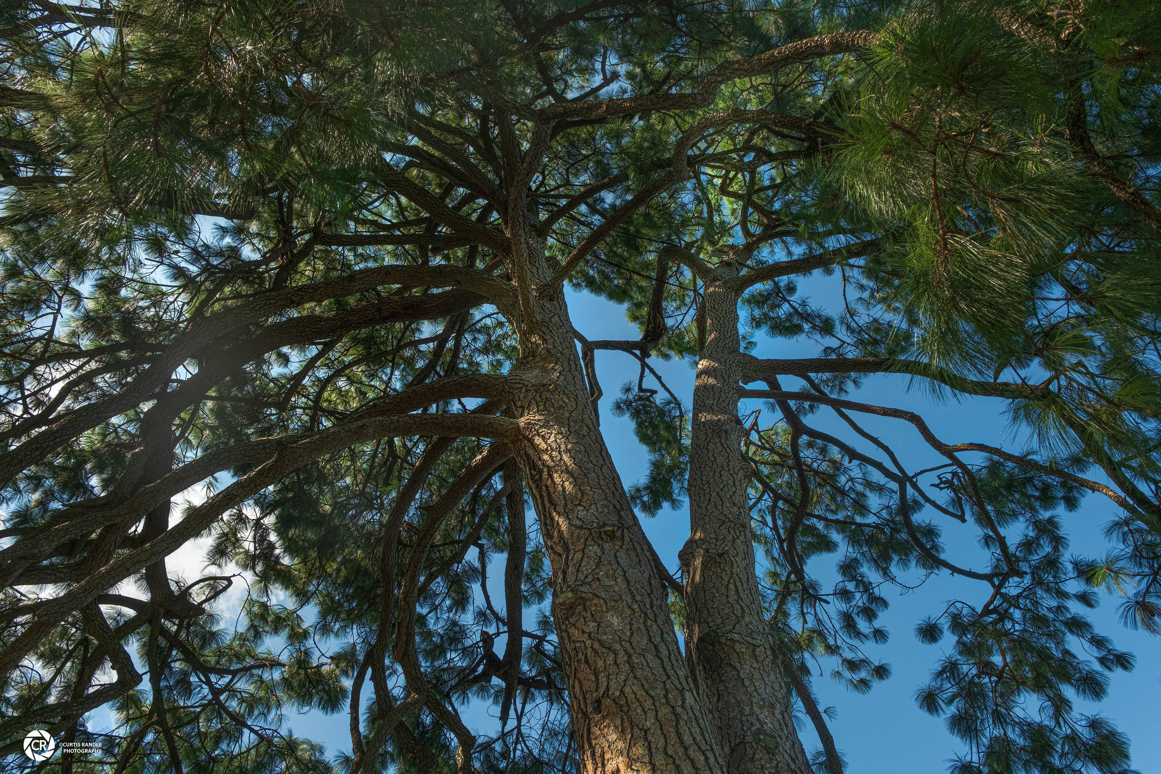 Villa Melzi Gardens in Bellagio