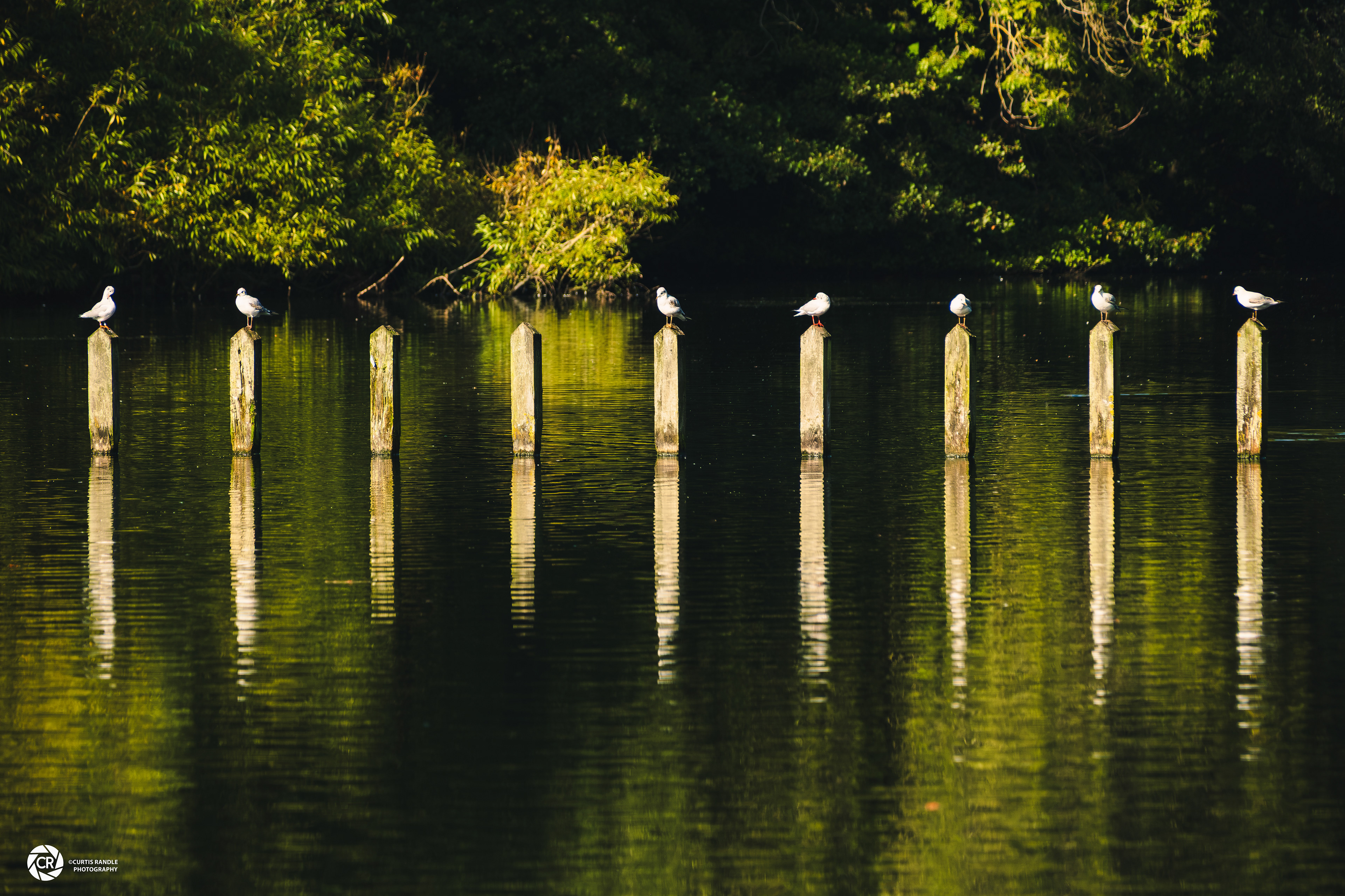 Roundhay Park
