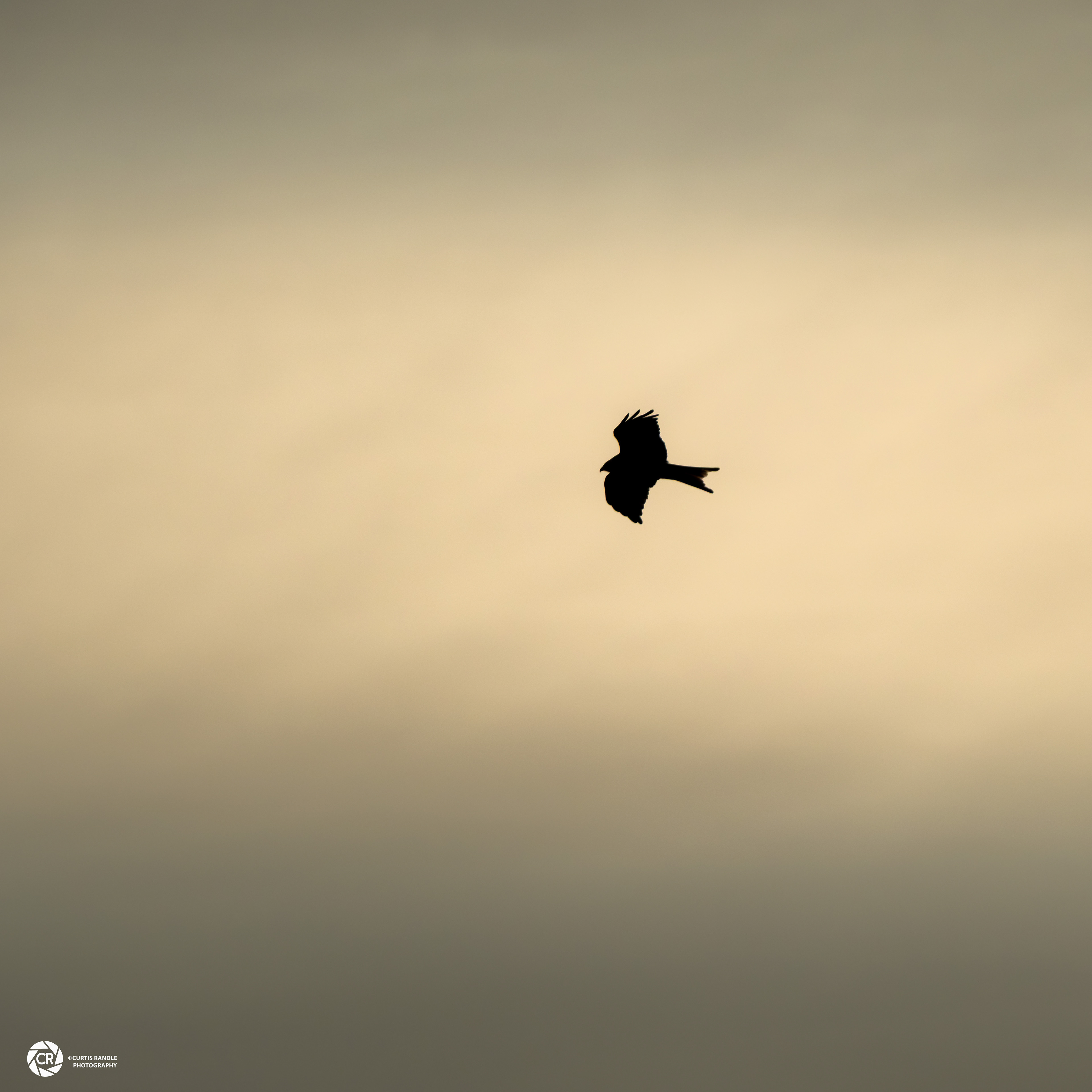Red Kite in Flight (Silhouette)