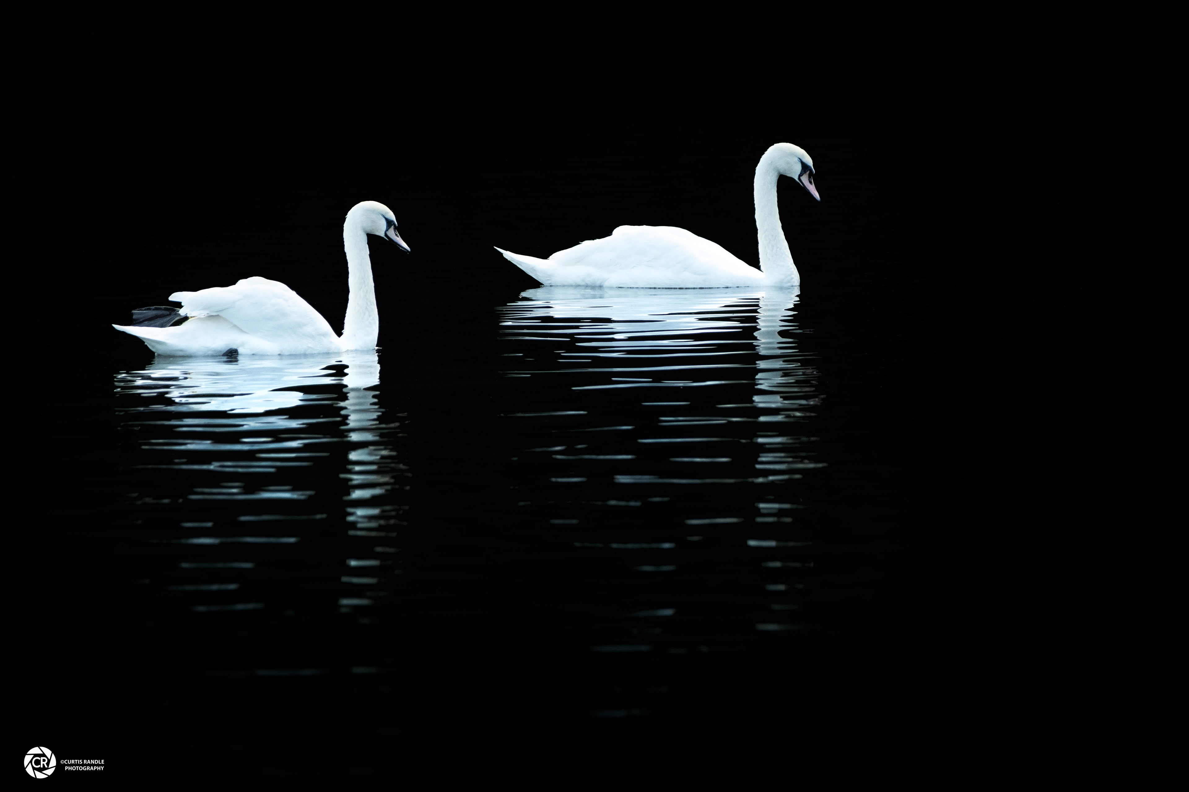 Swans