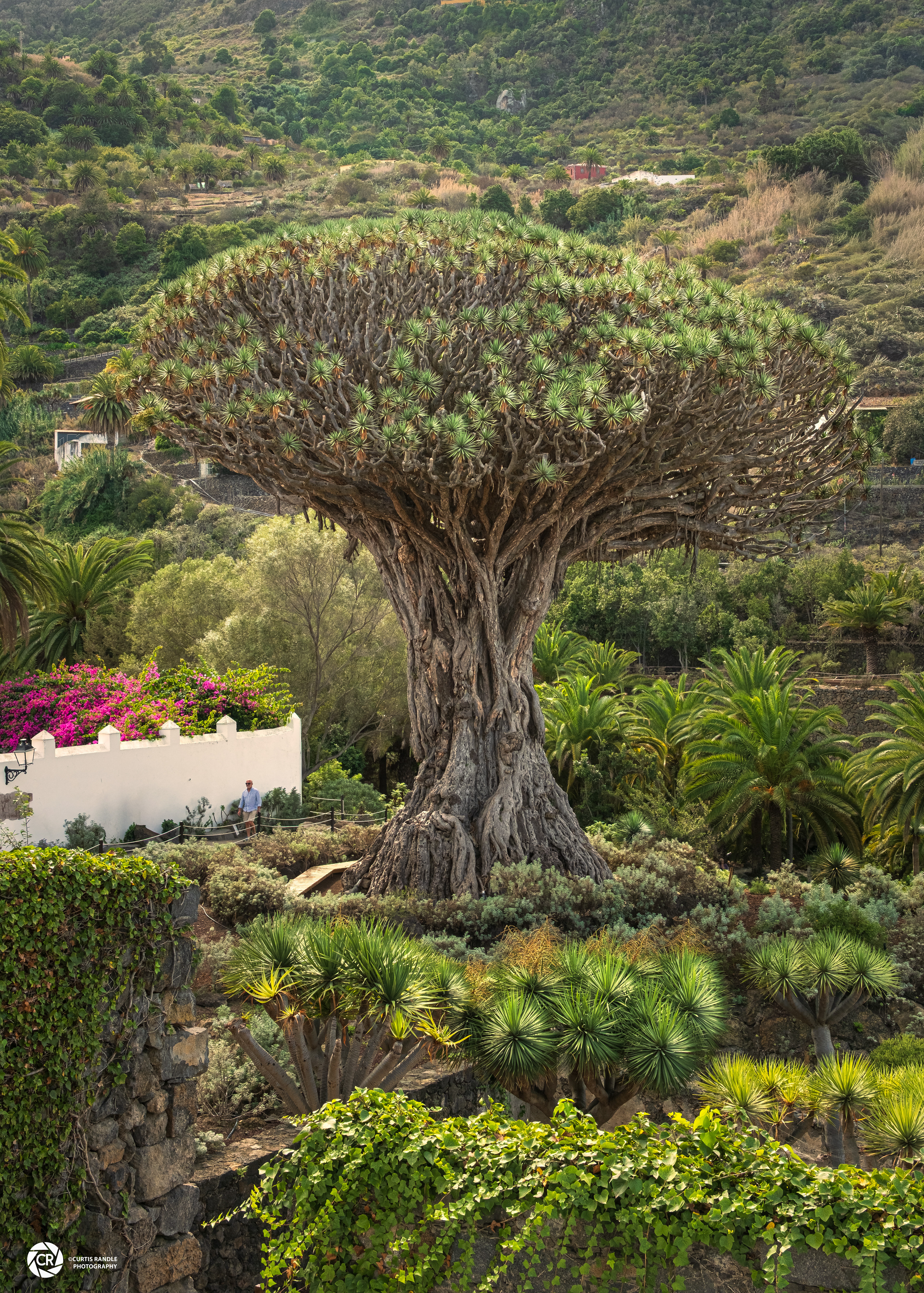 Drago Milenario (millennium-old dragon tree), Tenerife
