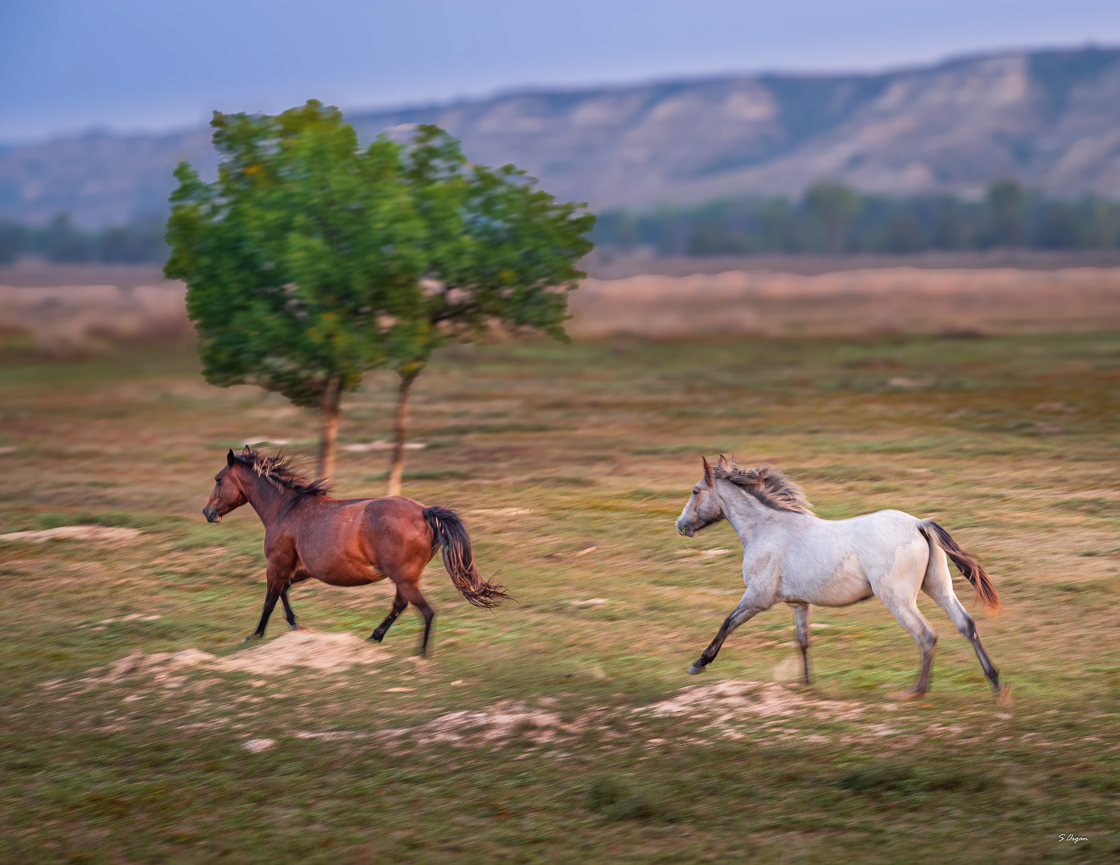 Theodore Roosevelt National Park