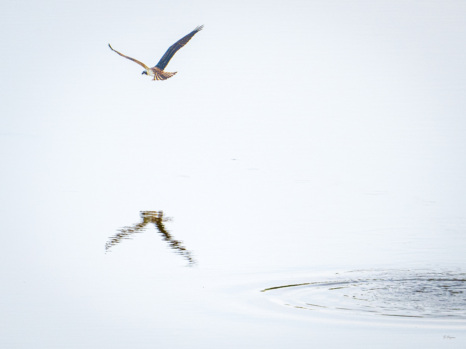 Osprey, Central Ohio