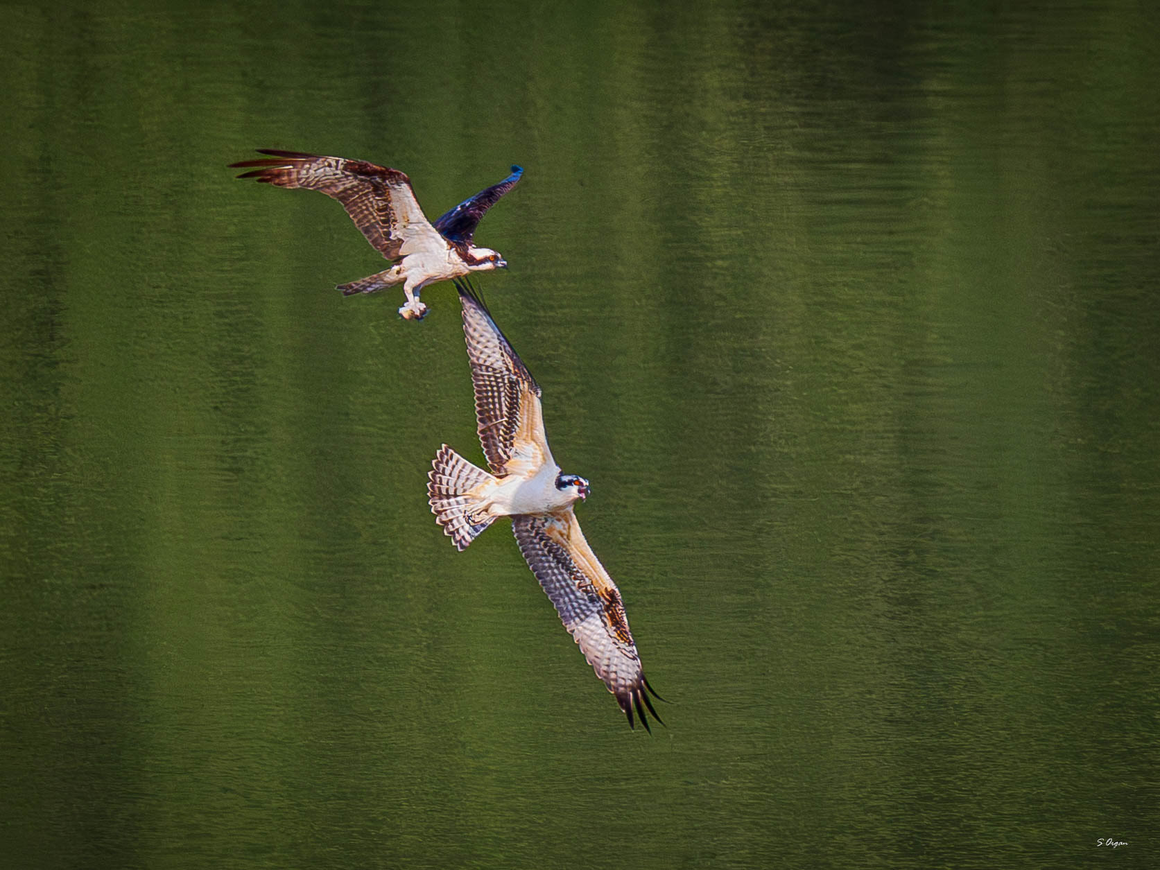 Osprey Alum Creek Reservoir