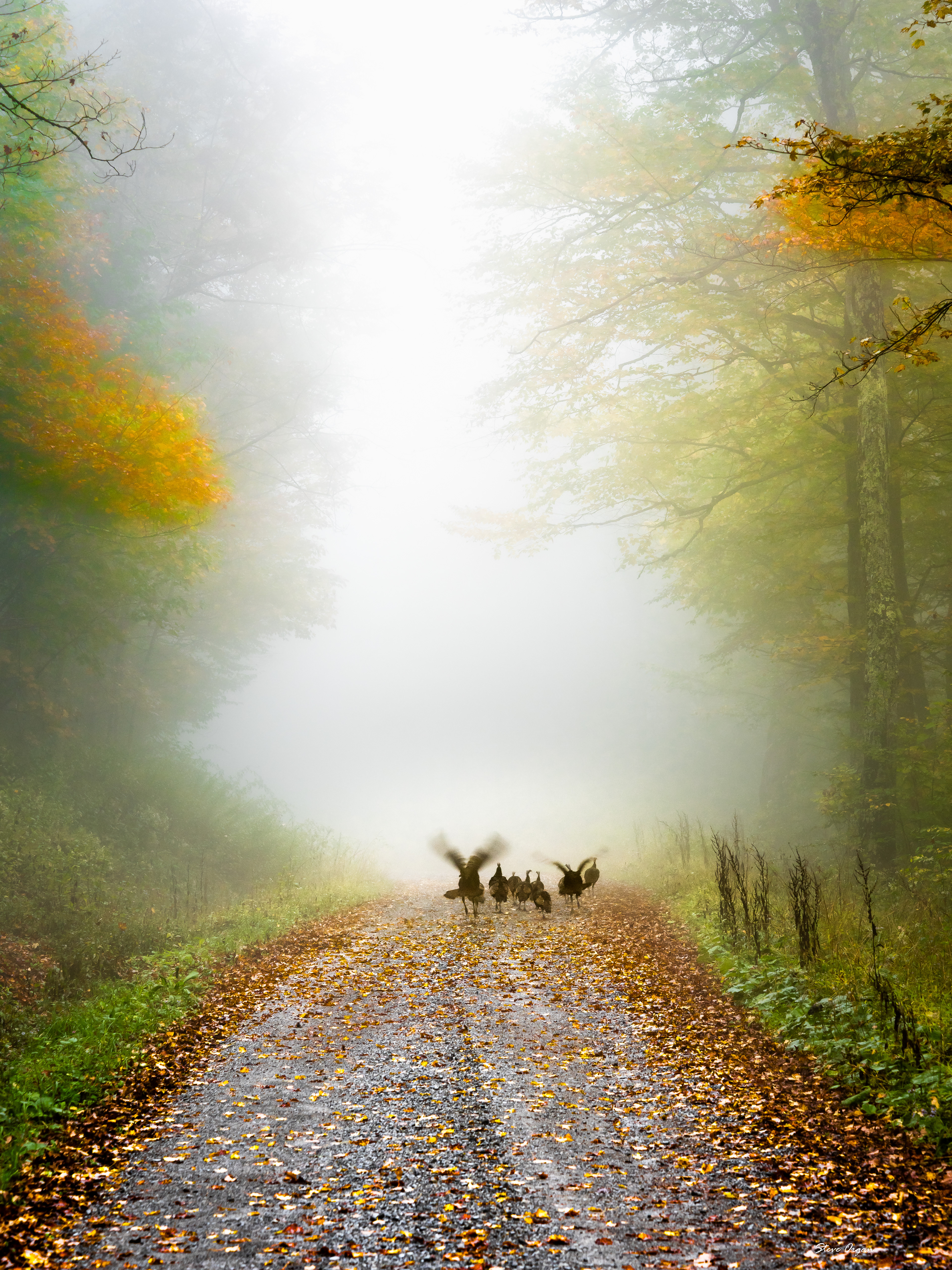 Wild Turkeys, W. Virginia