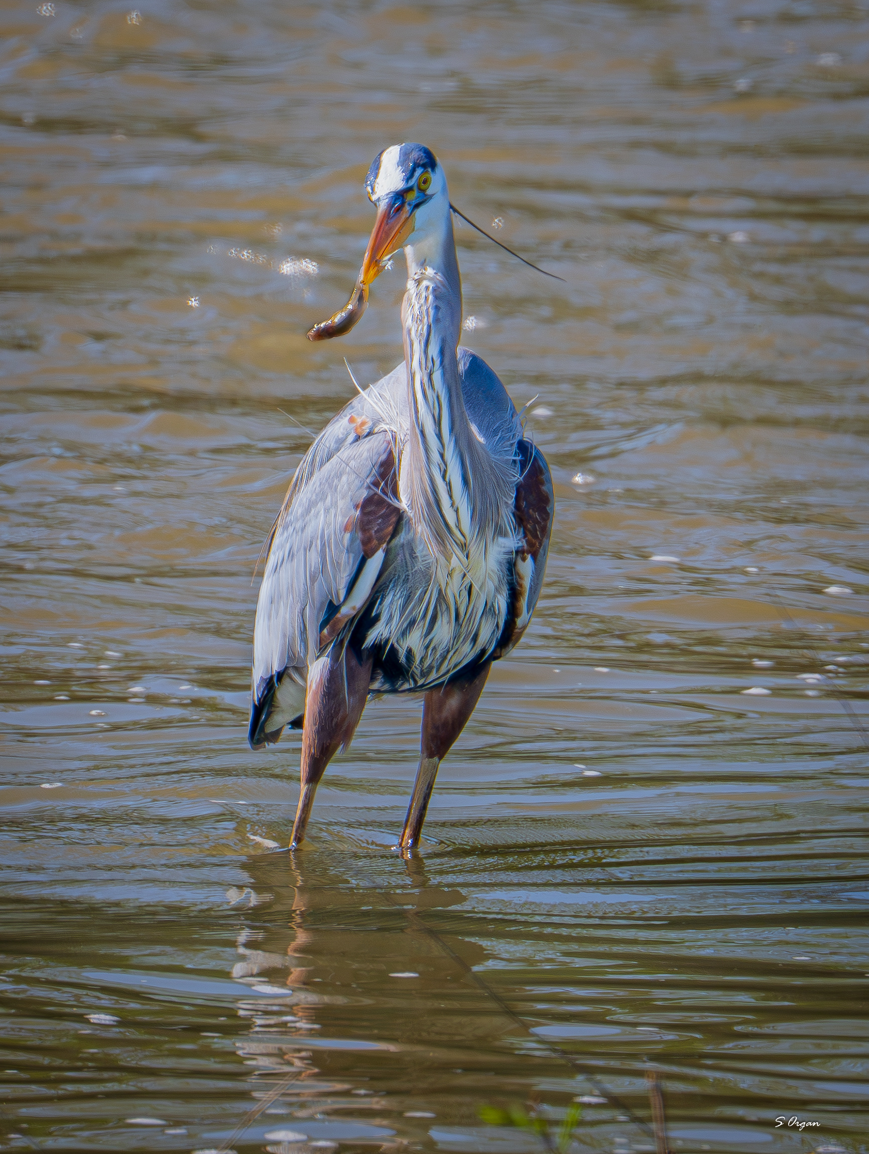 Great Blue Heron
