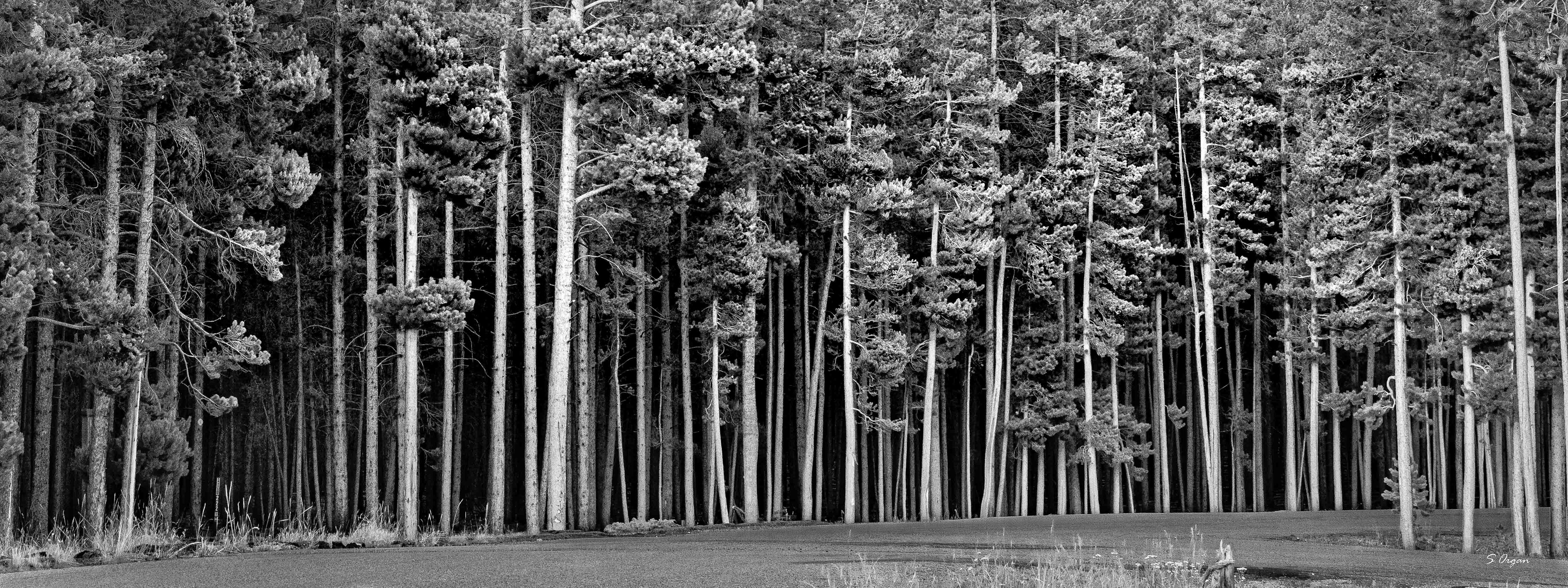 Big Horn Mountains Wyoming