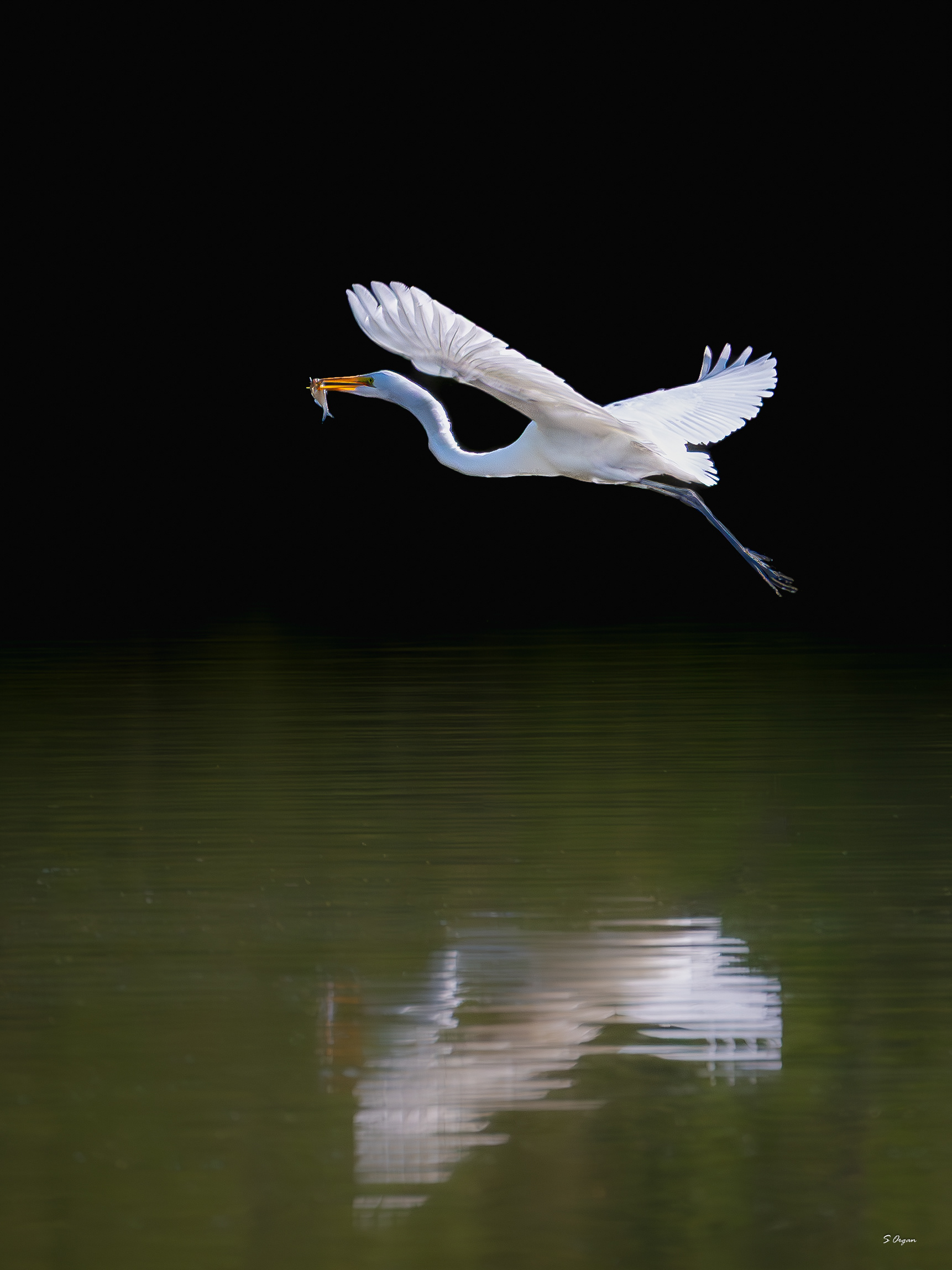 Egret