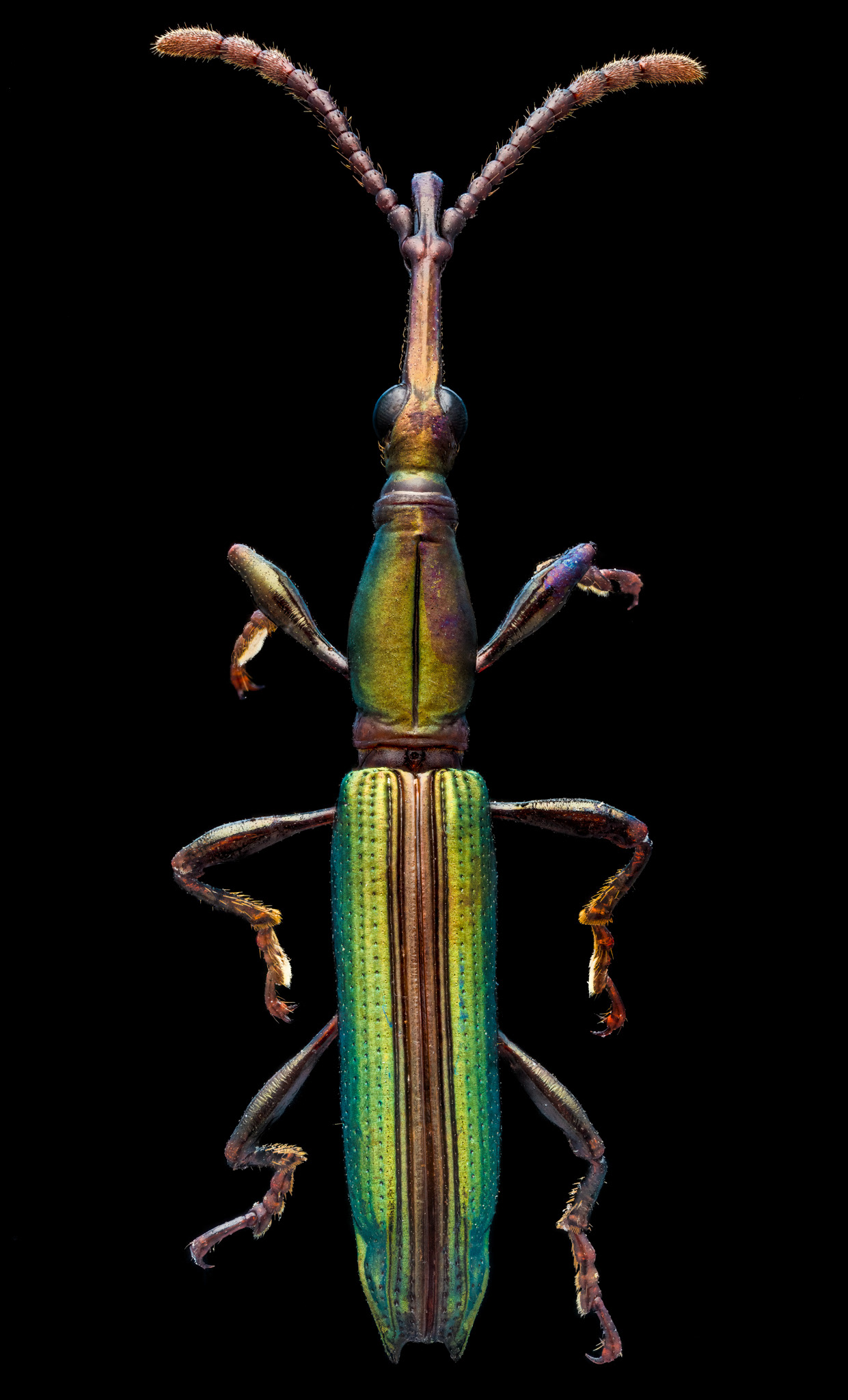 Straight Snouted Weevil, Curculionidae, Digital photograph, 2021