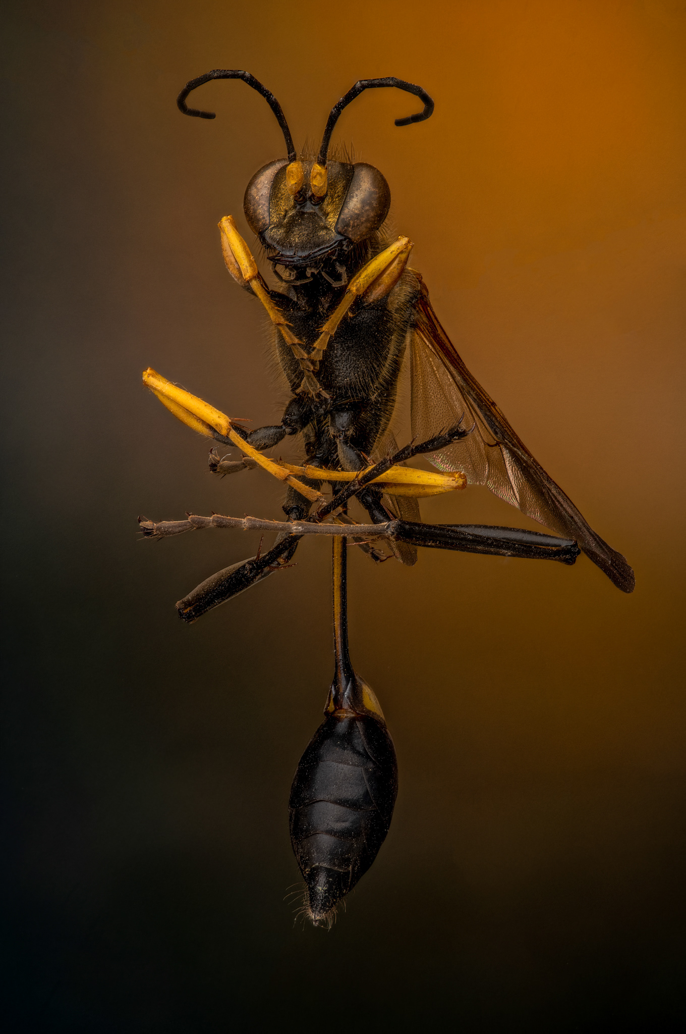 Black and Yellow Mud Dauber, Sceliphron sp., Digital photograph, 2022