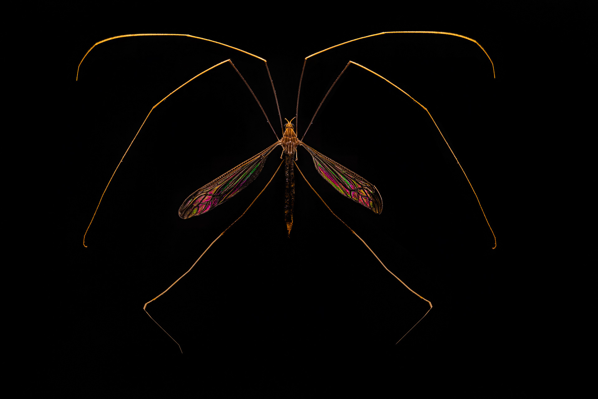 Crane Fly, Tipulidae indet. 1, Digital photograph, 2024