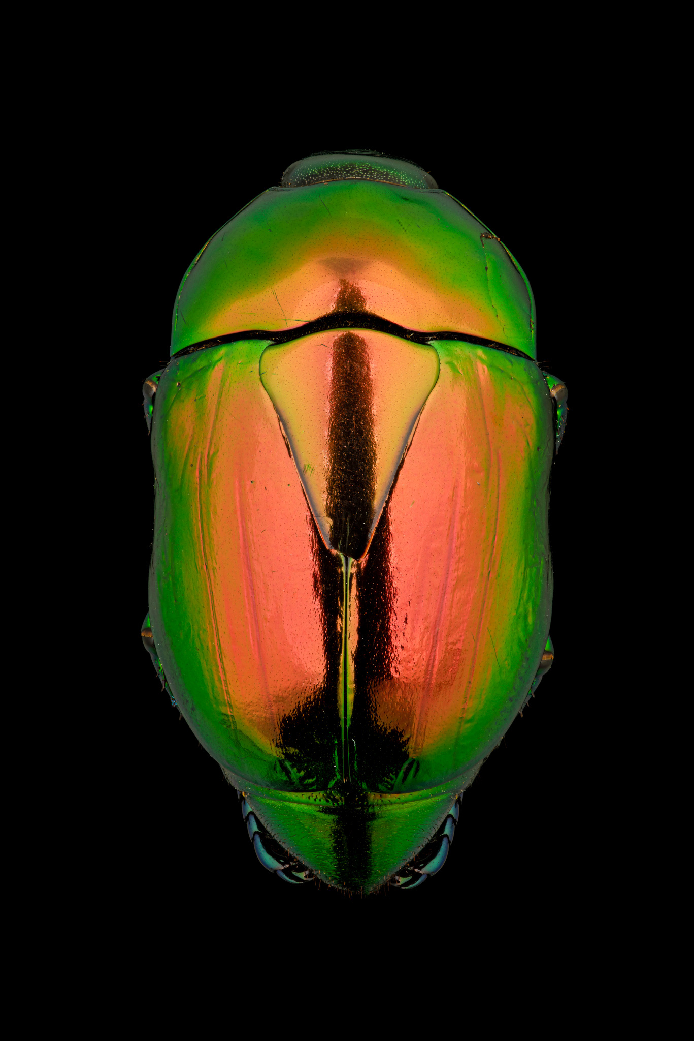 Scarab Beetle, Macraspis chrysis, Digital photograph, 2023