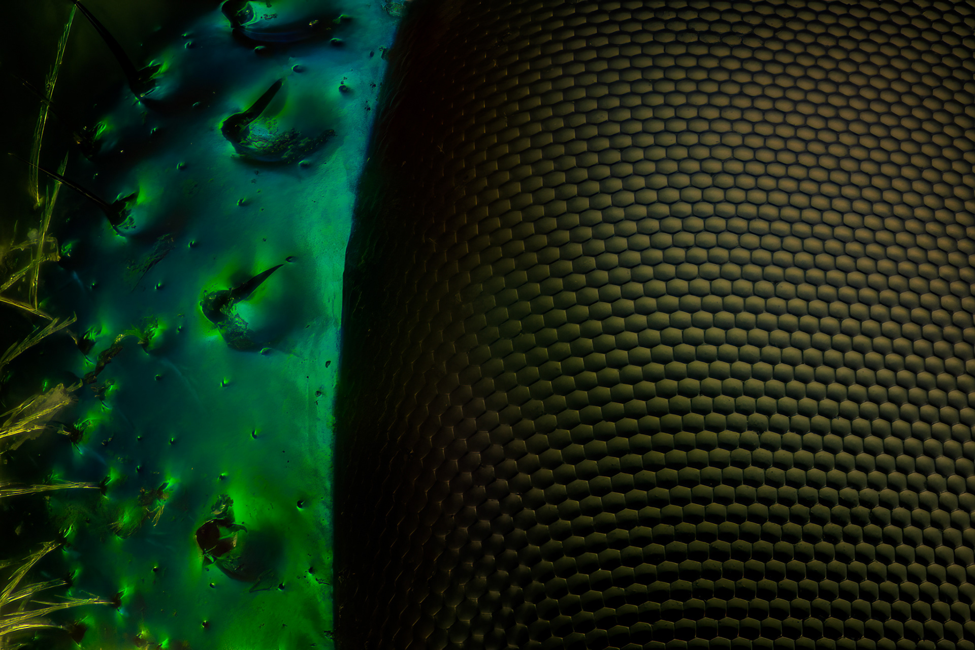 Eye of an Orchid Bee, Euglossa sp., Digital photograph, 2025