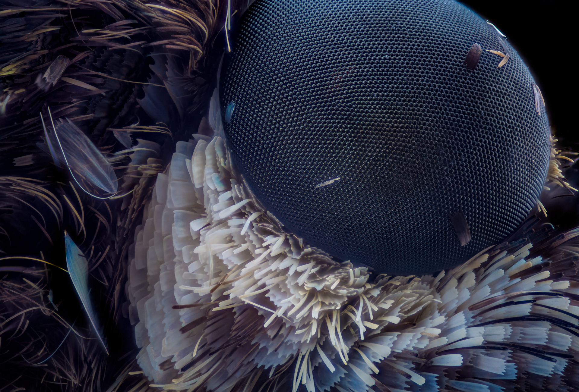 Eye of a Nightfighter Skipper Butterfly, Dyscophellus sp., Digital photograph, 2026