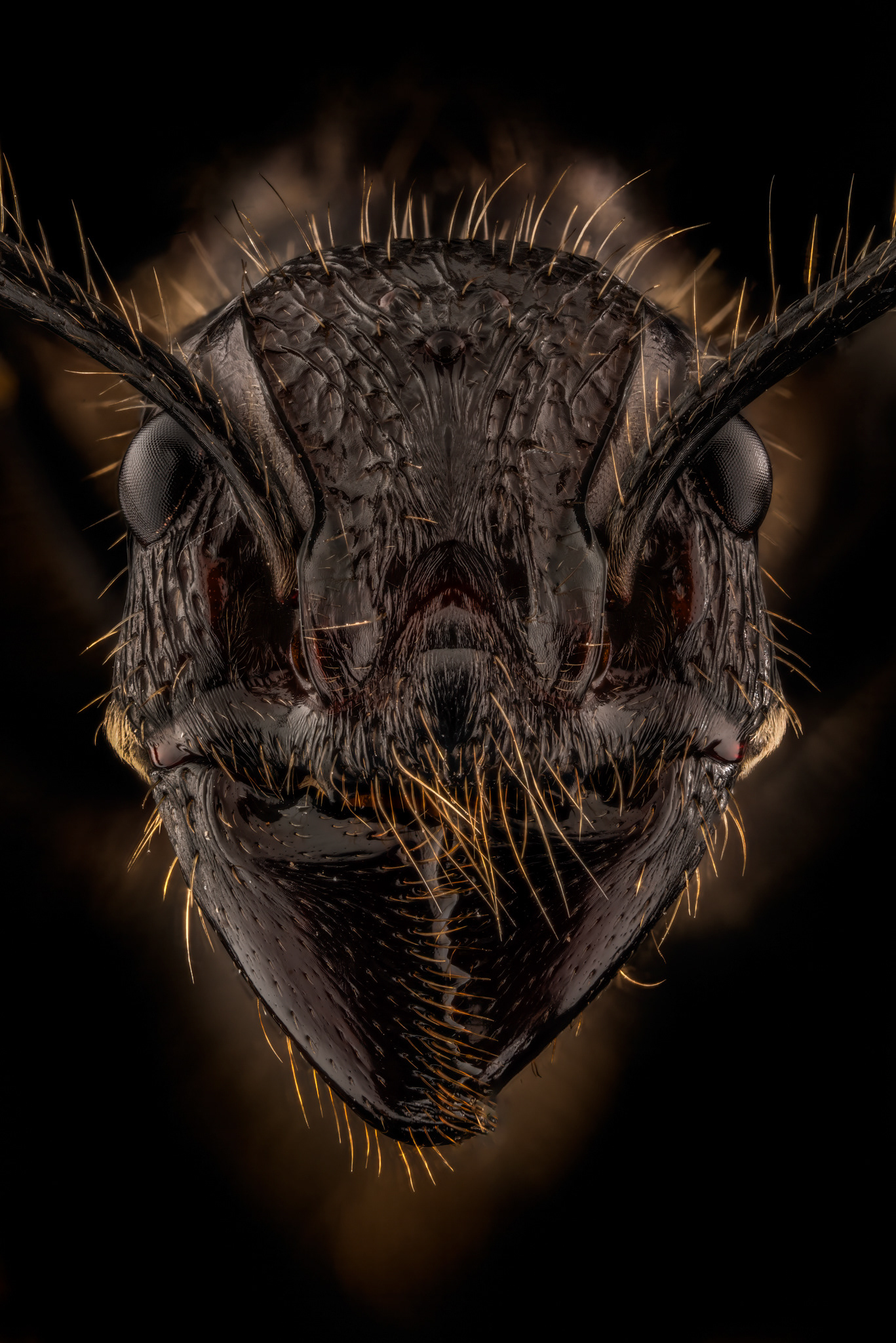 Queen Bullet Ant, Paraponera clavata, Digital photograph, 2024