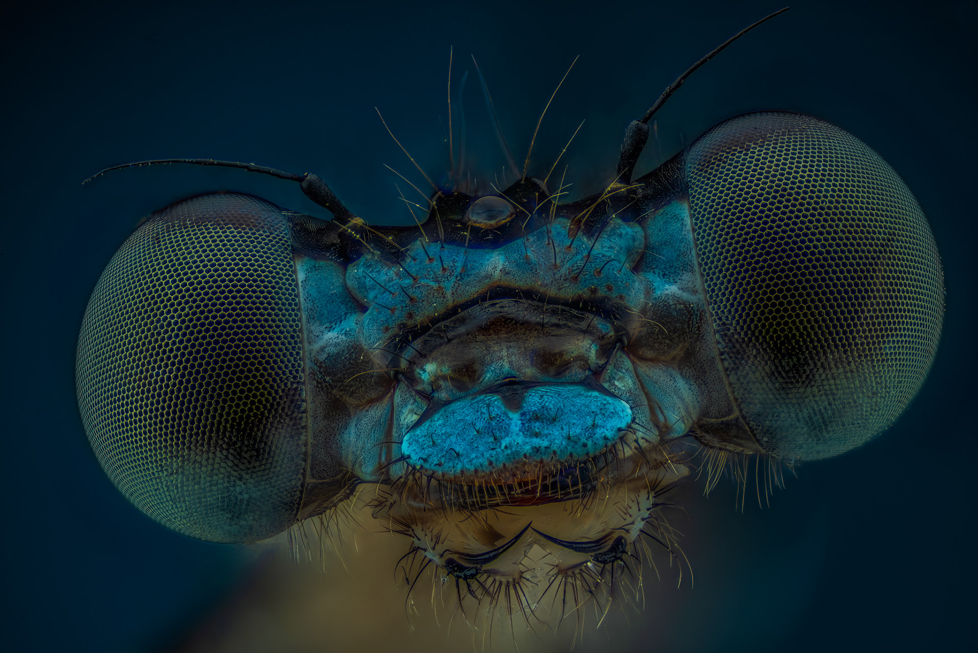 Green Eye Dancer Damselfly, Argia sp., Digital photograph, 2022