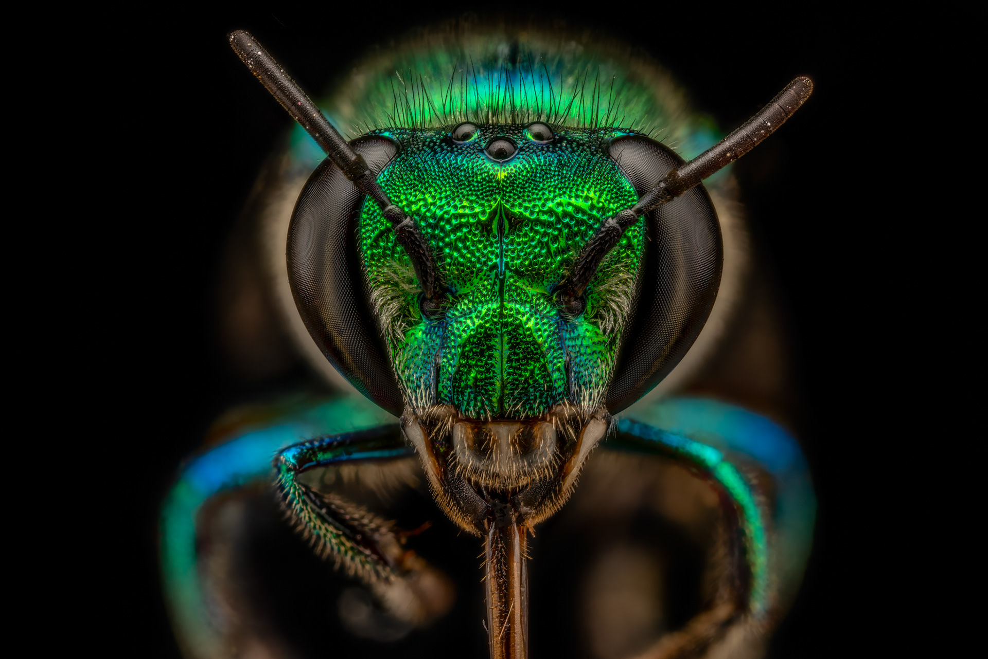 Orchid Bee, Euglossa hansoni, Digital photograph, 2024