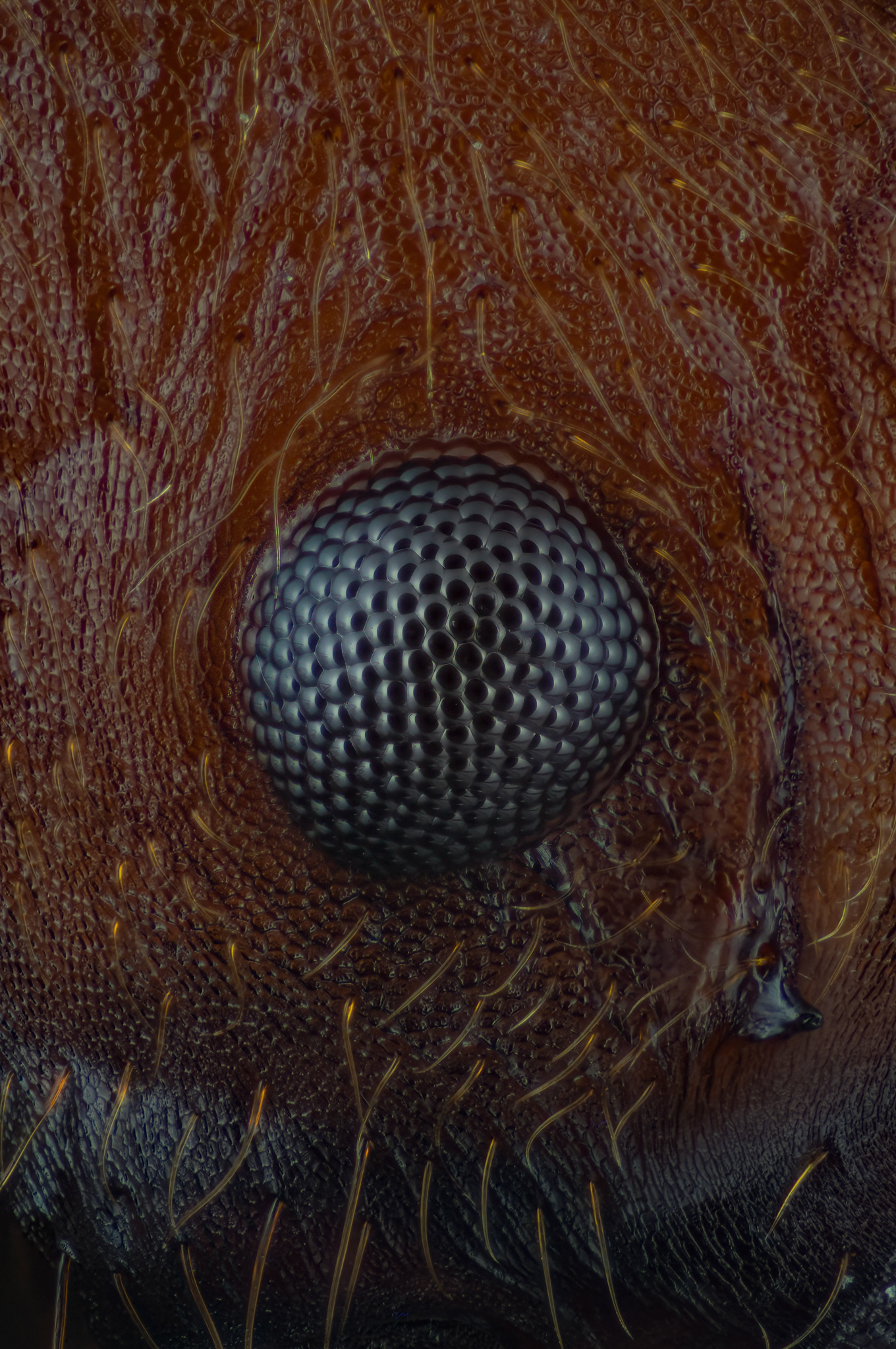 Eye of a Leafcutter Ant, Atta sp., Digital photograph, 2026