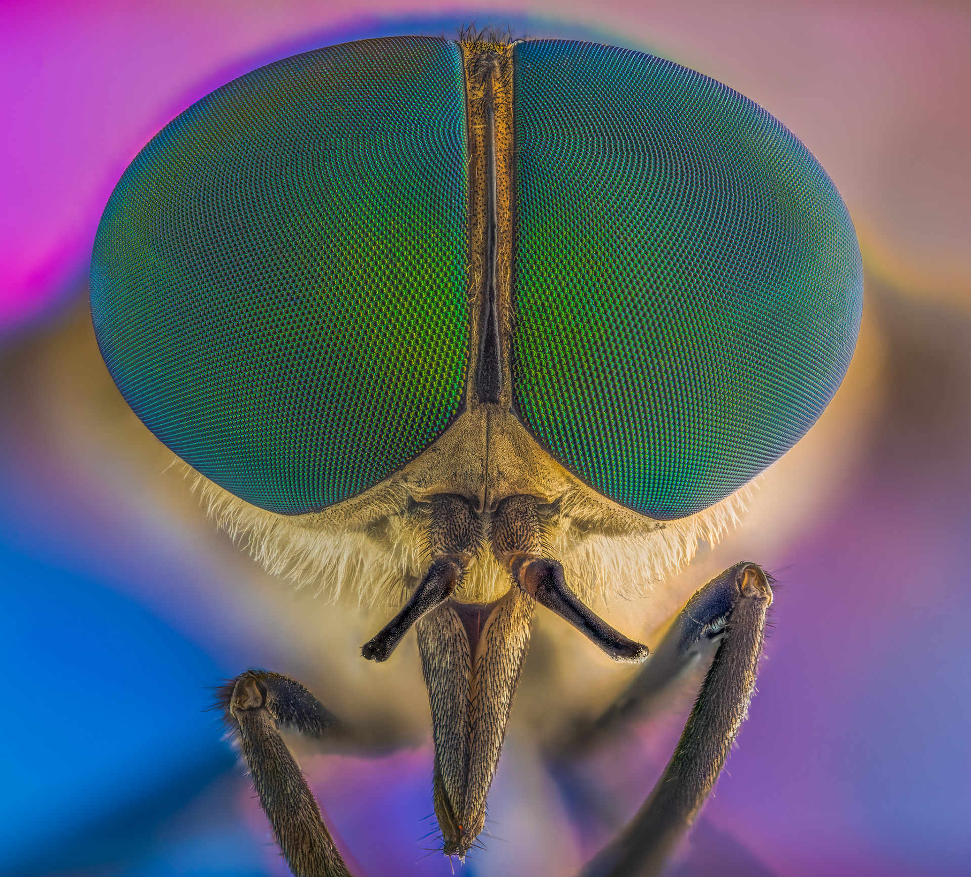 Horse Fly, Tabanidae, Digital photograph, 2022