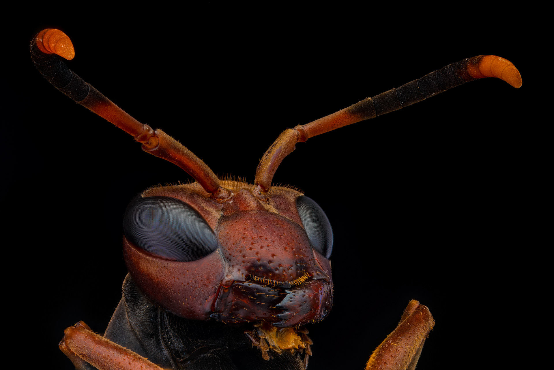Red Headed Paper Wasp, Polistes erythrocephalus, Digital photograph, 2023