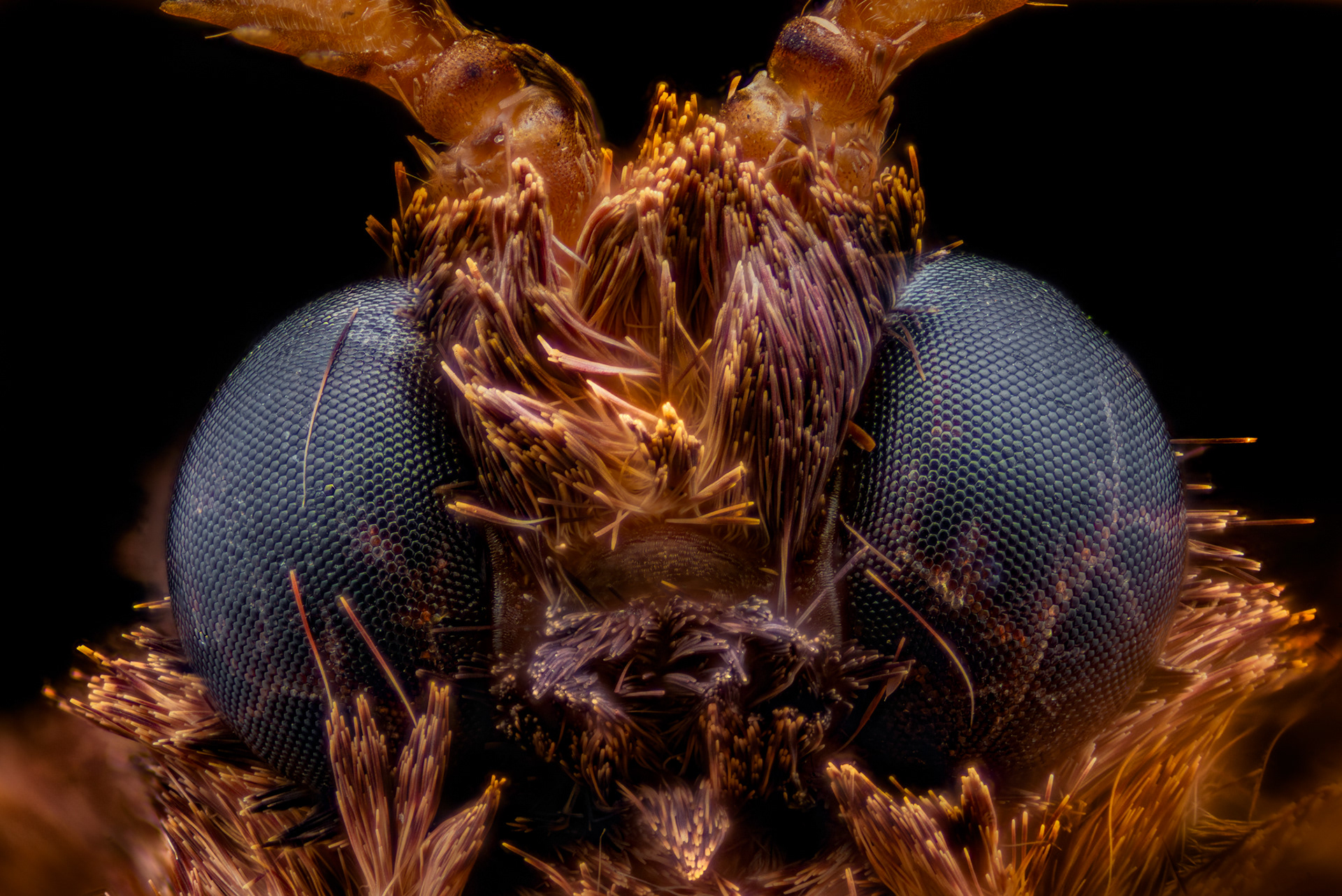 Moth, Saturniidae, Digital photograph, 2024