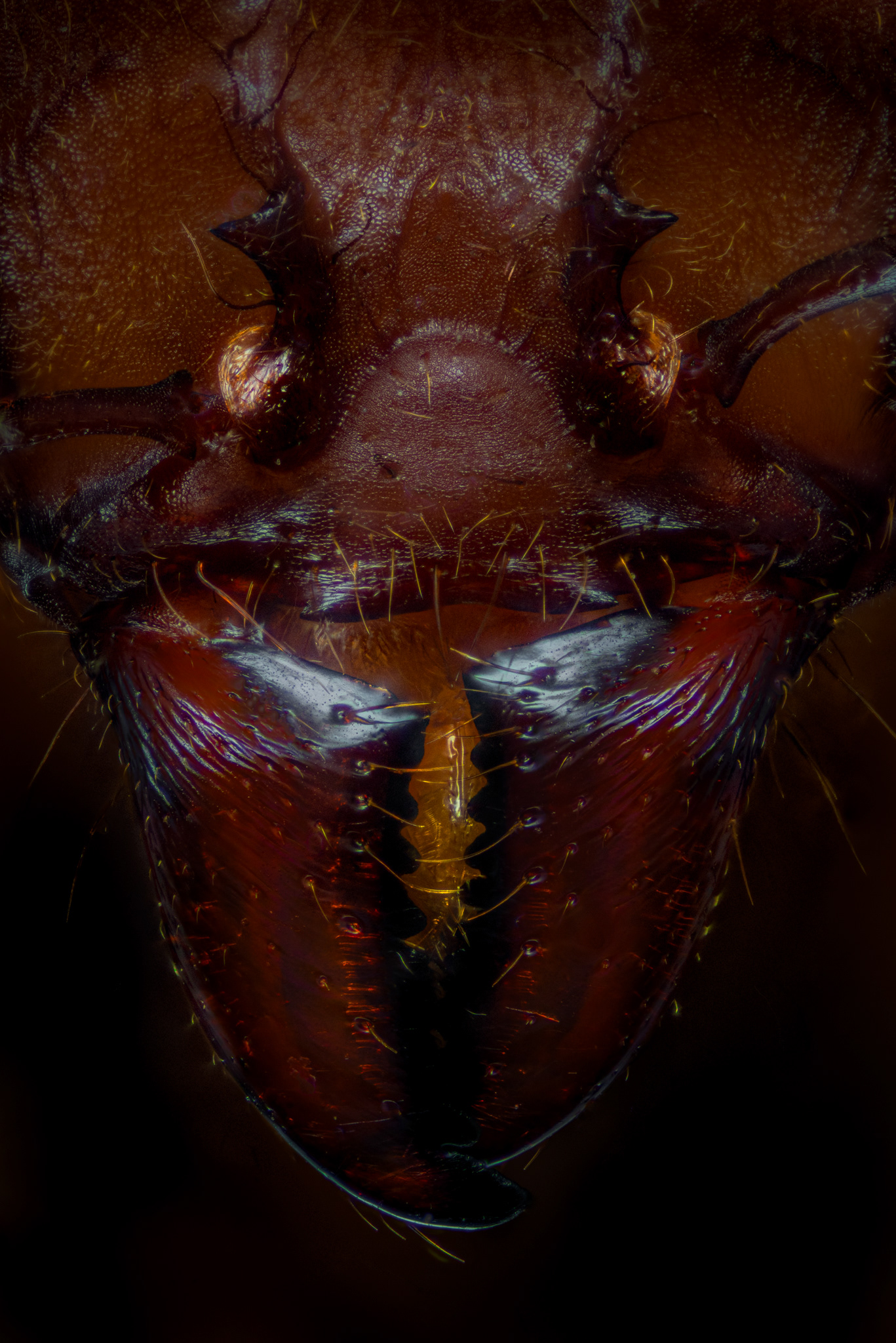 Leafcutter Ant Mandibles, Atta sp., Digital photograph, 2026
