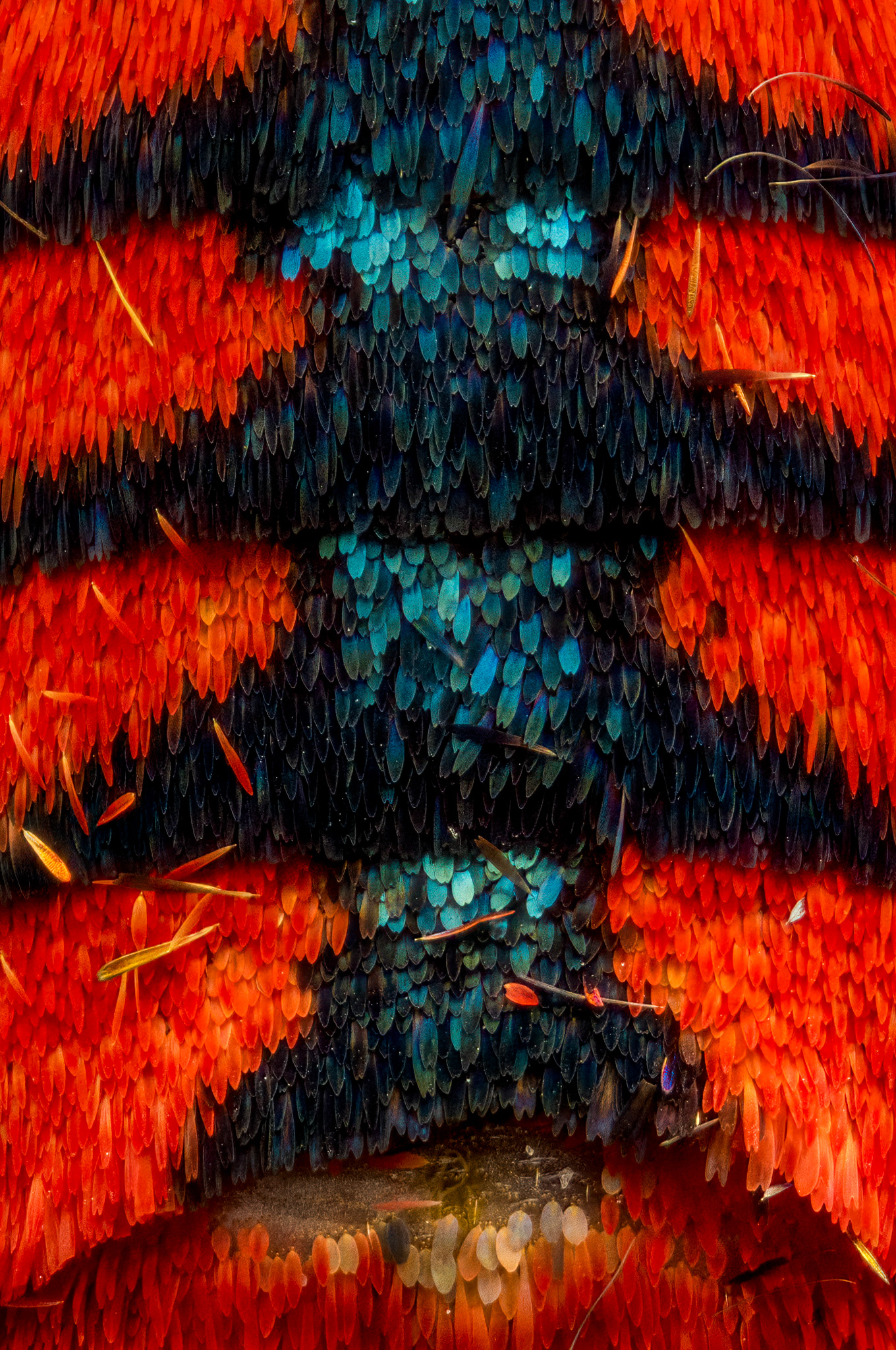 Scales of a Scarlet Tipped Wasp Mimic Moth, Dinia eagrus, Digital photograph, 2023