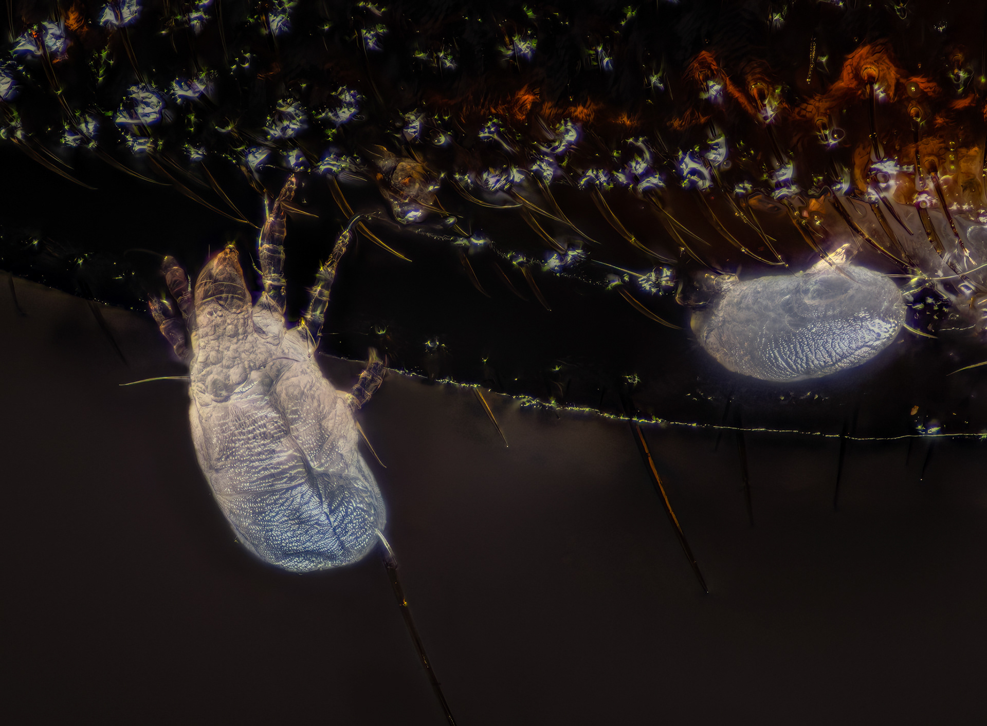 Dust Mites, Dermatophagoides sp., Digital photograph, 2025