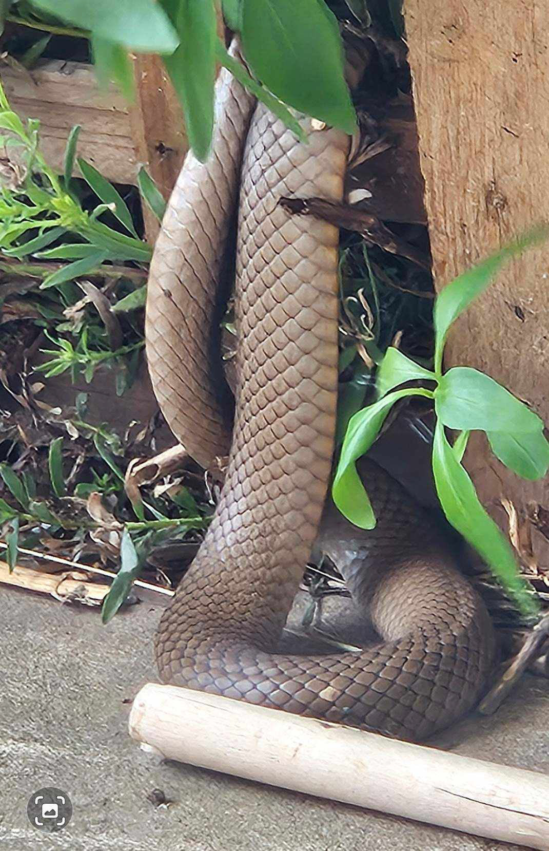 An Eastern Brown Snake
