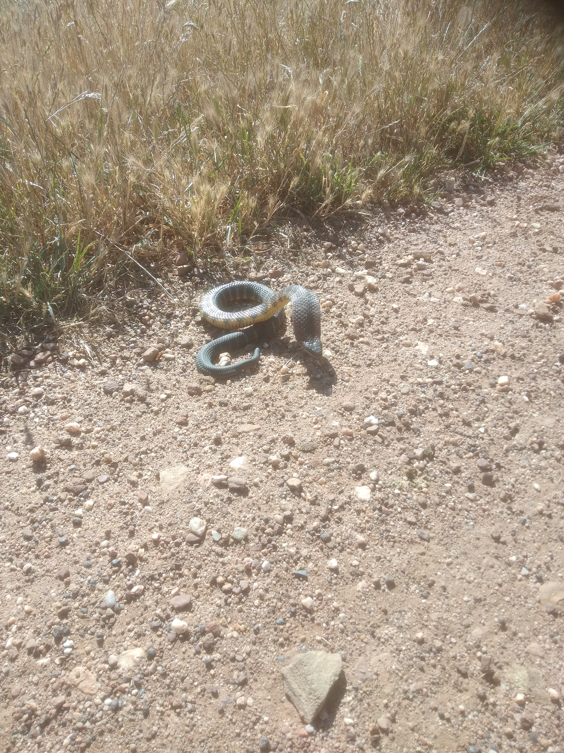 A Tiger Snake next to a road