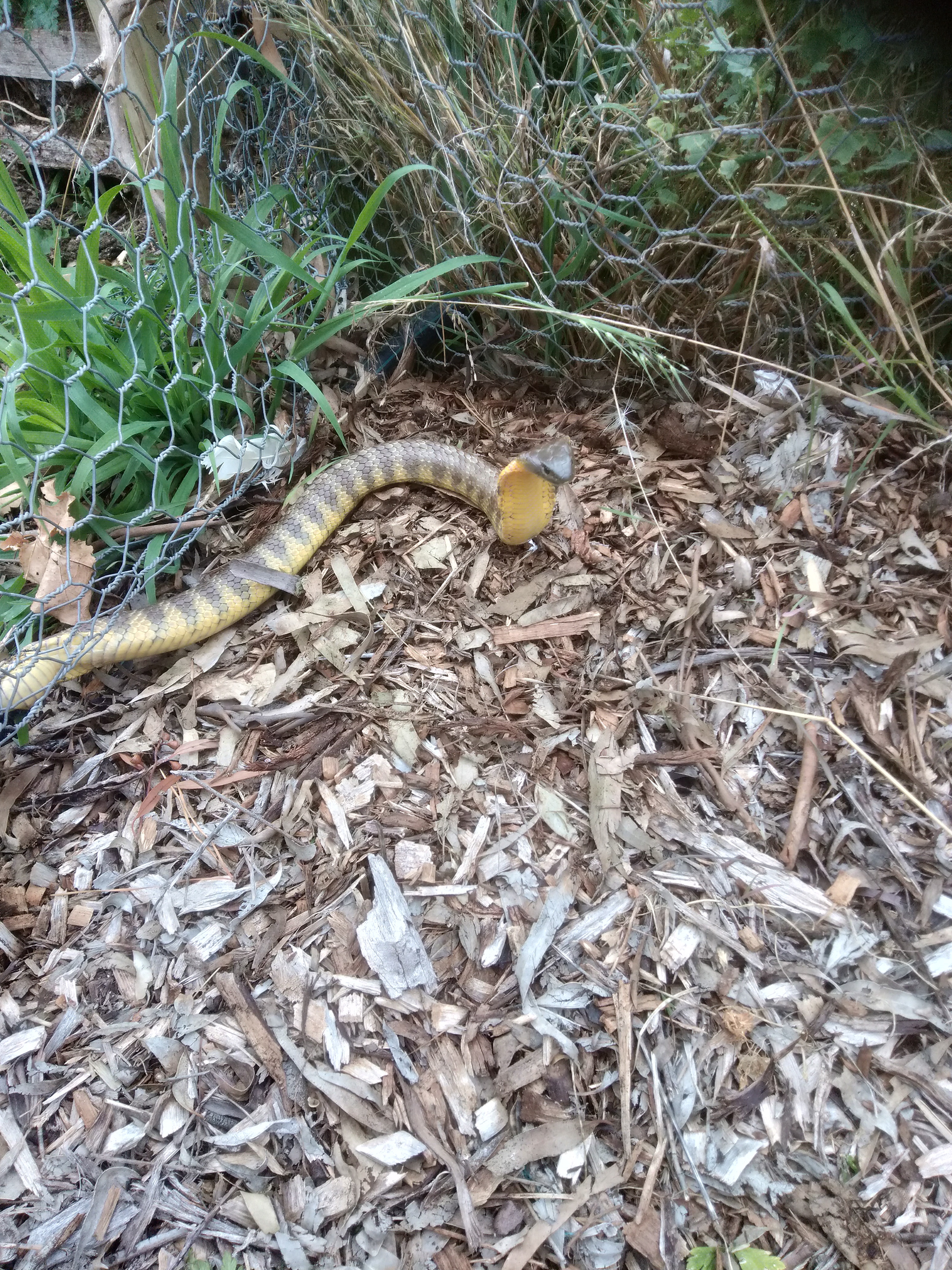 A Tiger Snake in a garden