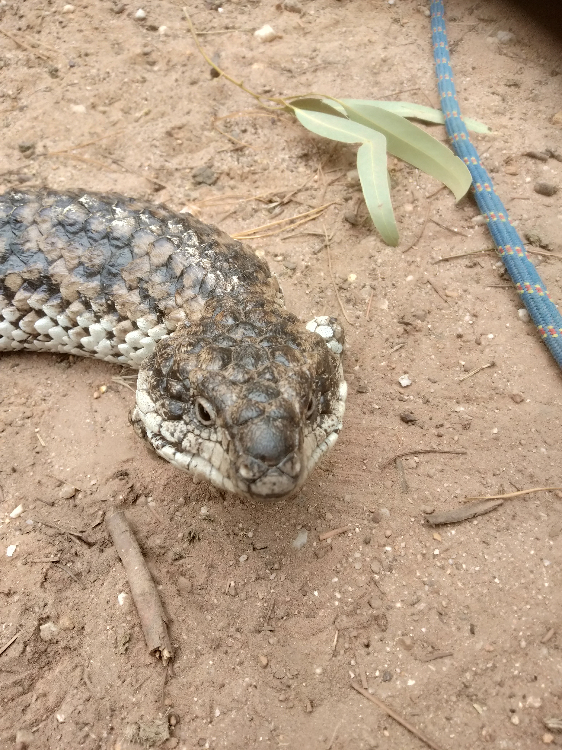 A Shingle Back Lizard