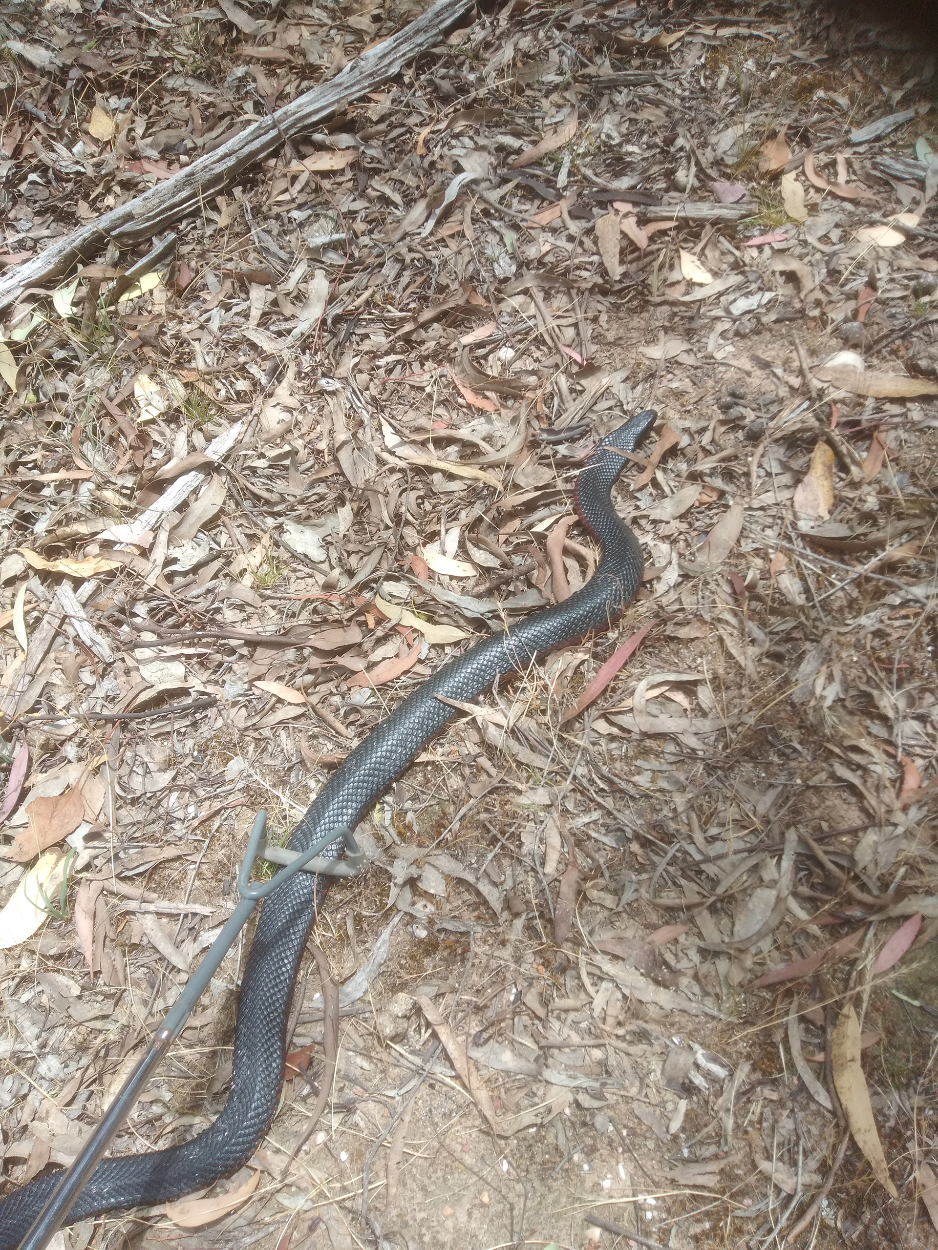 A Red Bellied Black Snake