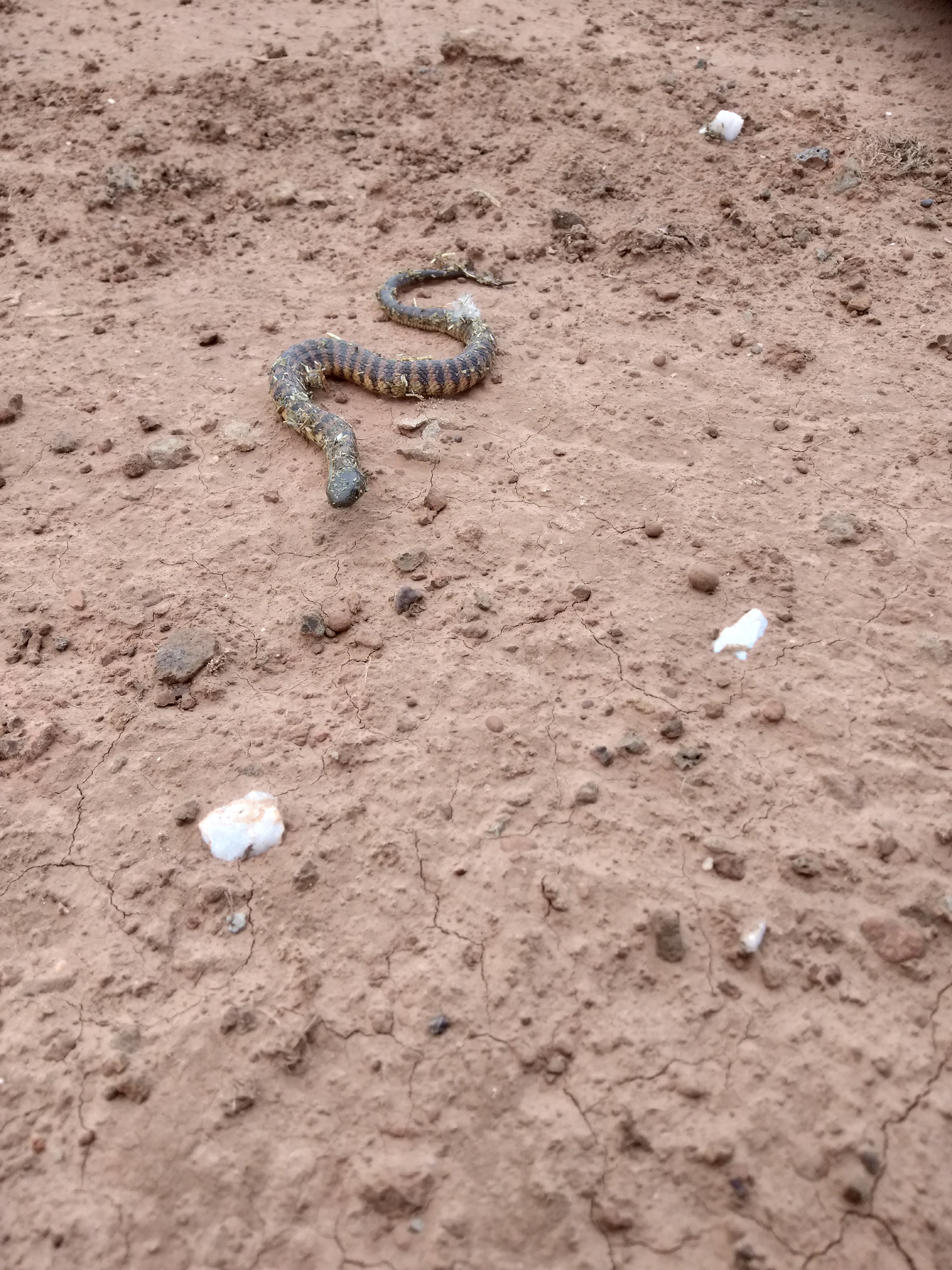 A Tiger Snake on Soil