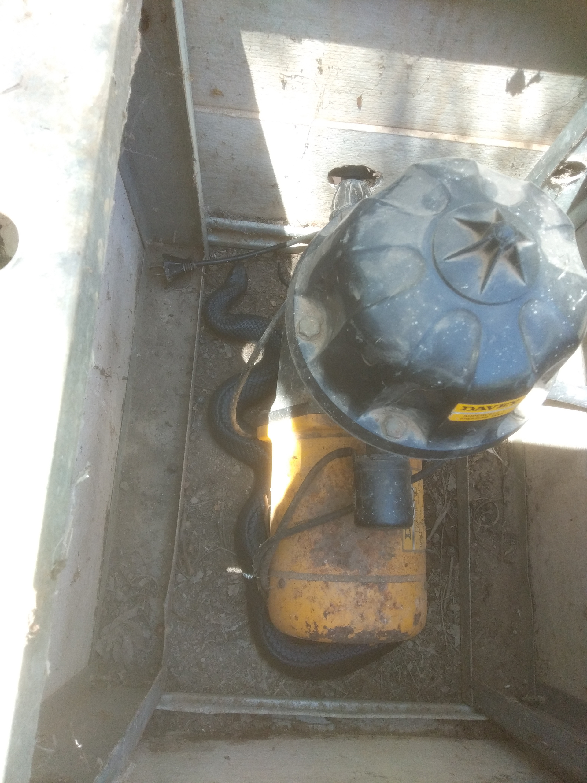 A Red Bellied Black Snake in a water pump