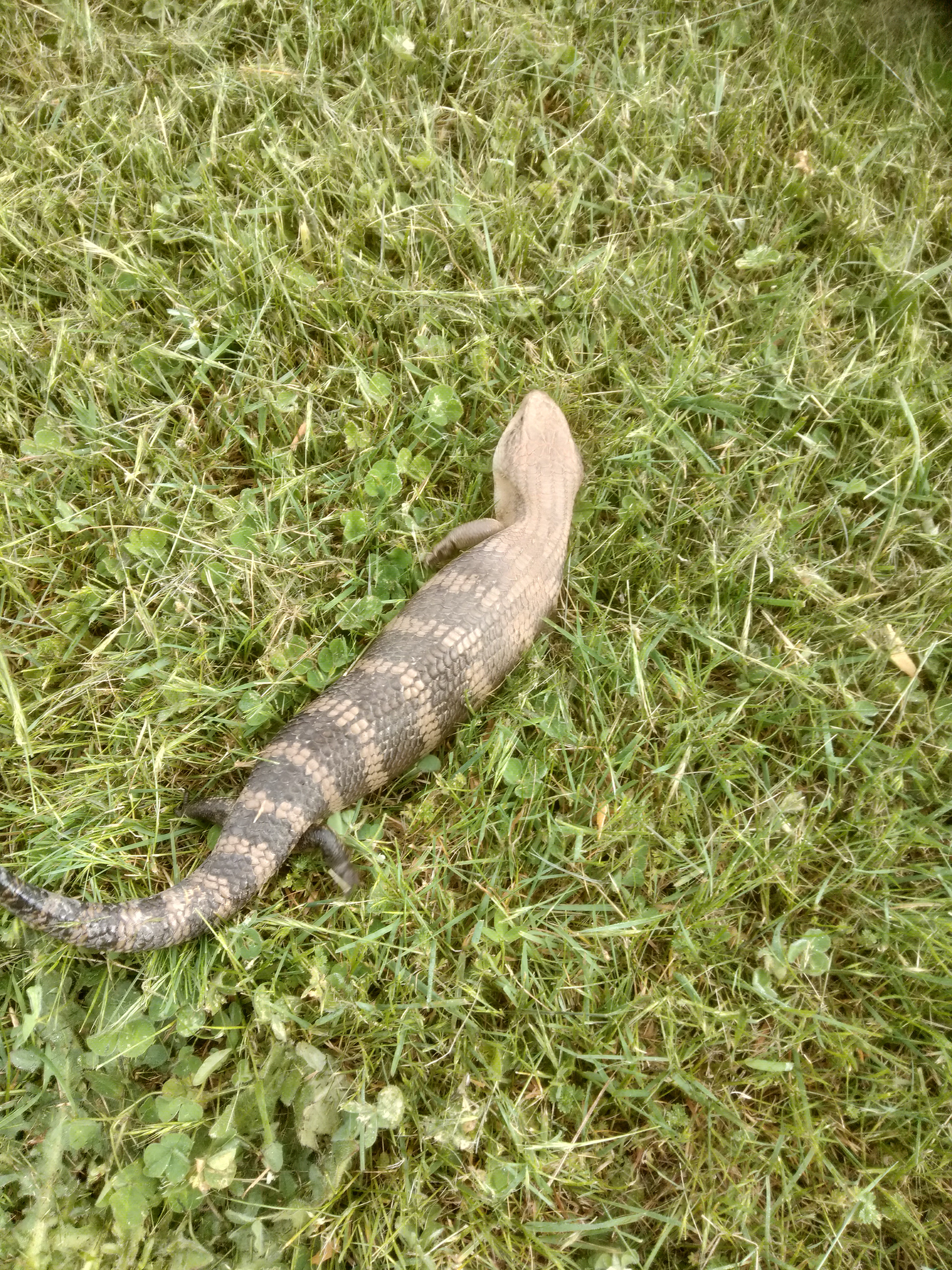A Blue Tongue Lizard On Grass