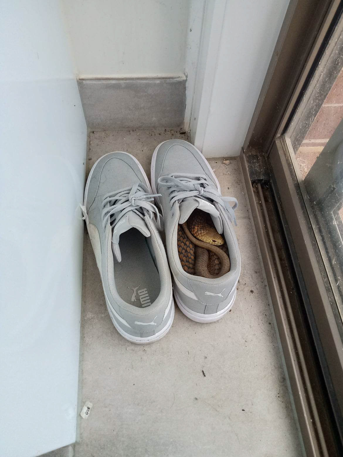 A Copperhead In a shoe