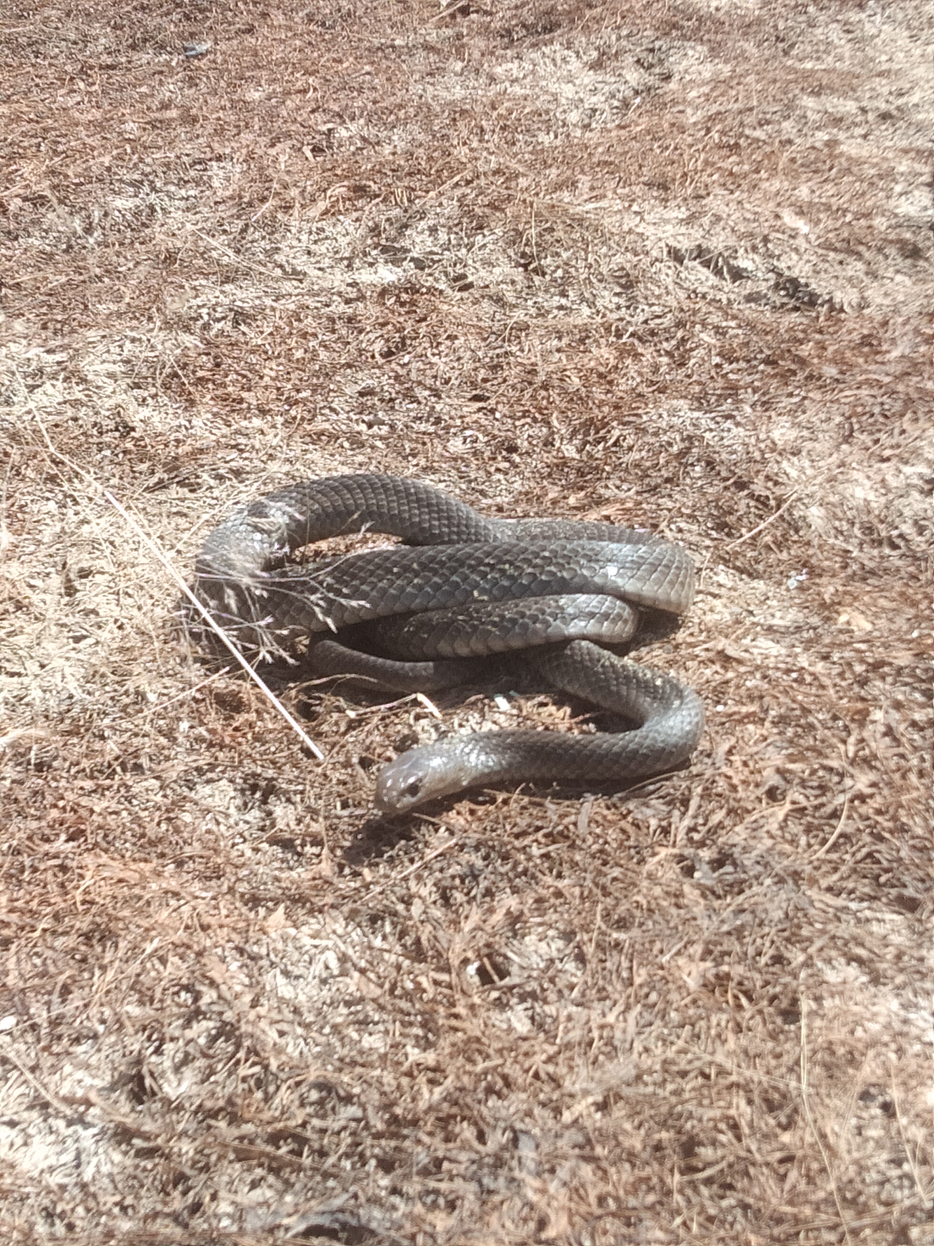 An Eastern Brown Snake on Dirt