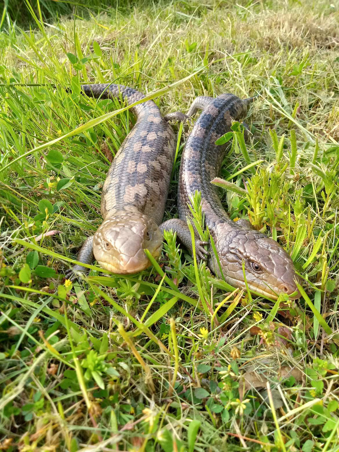 A mating pair of Blue tongue Lizards