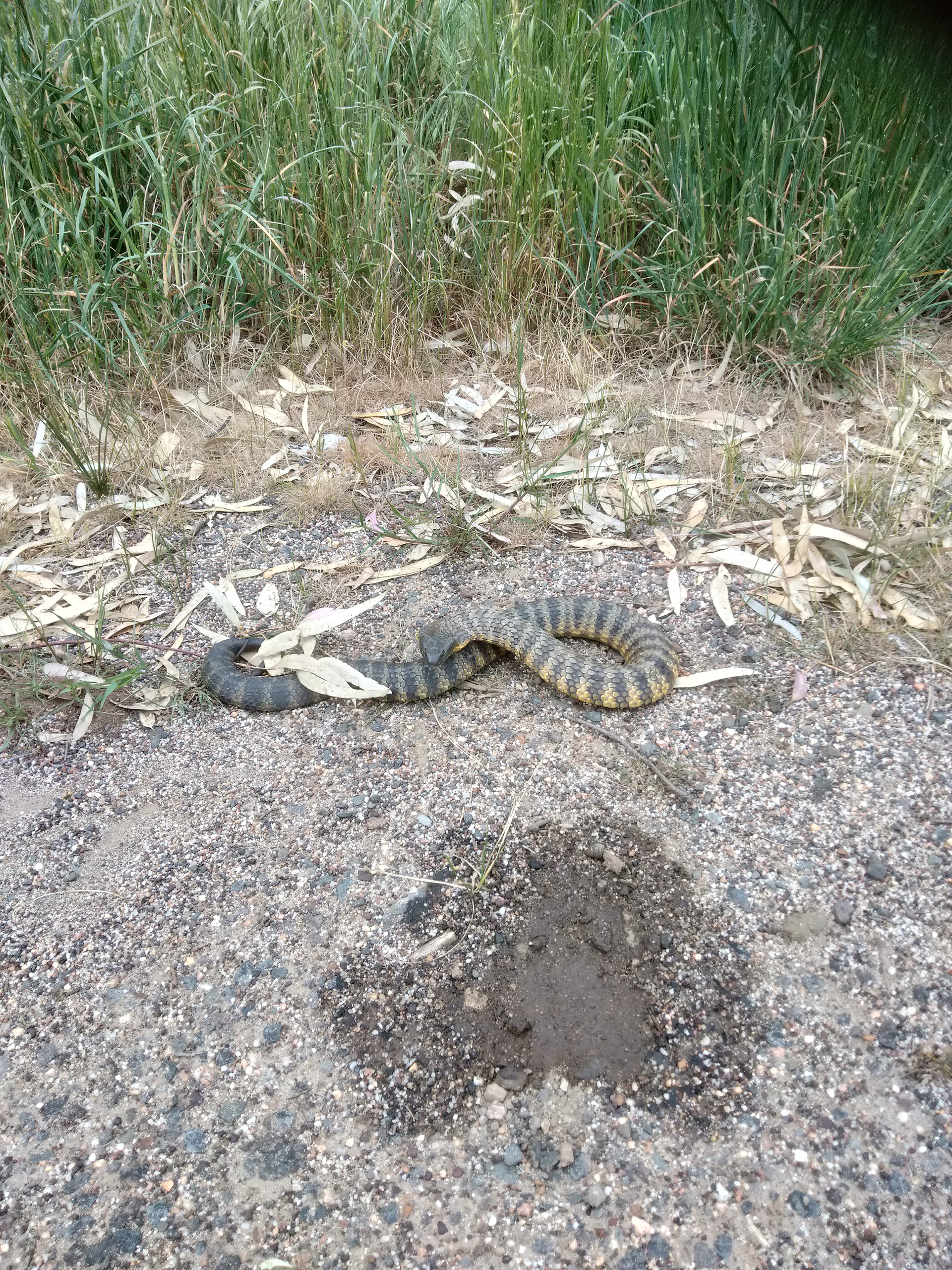 A Tiger Snake next to a Road