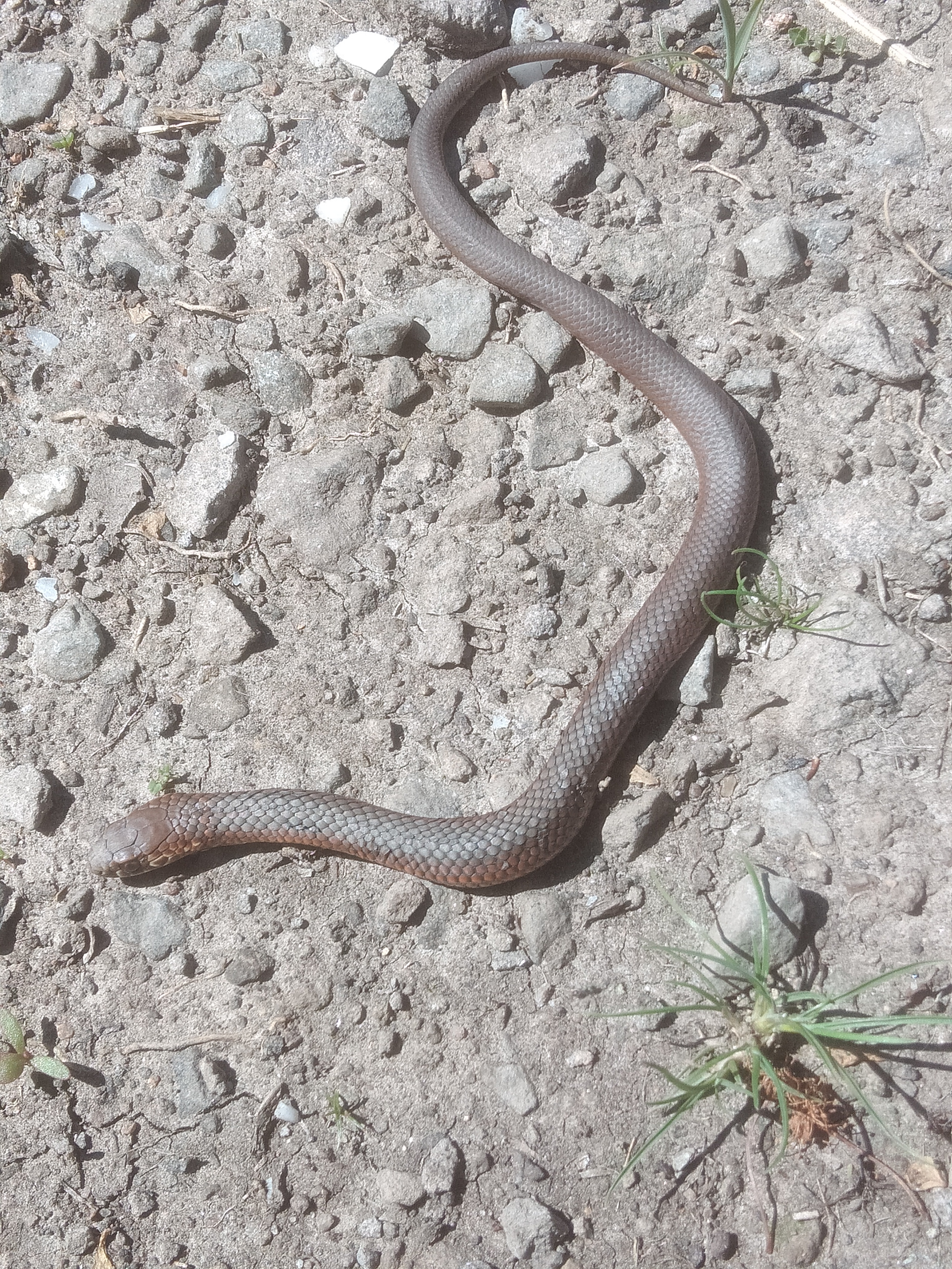 A Copperhead snake on Stones