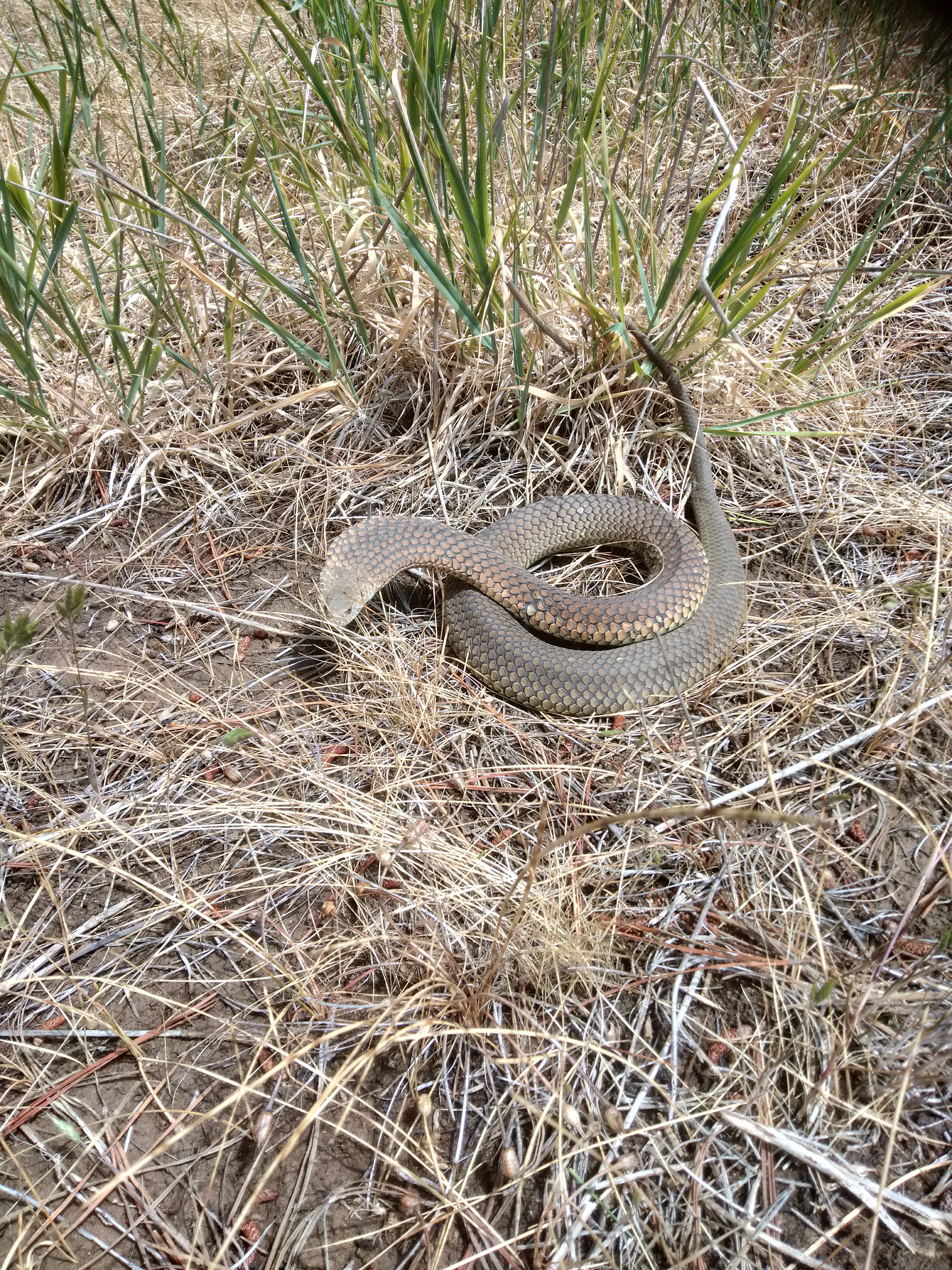 A Copperhead in the bush