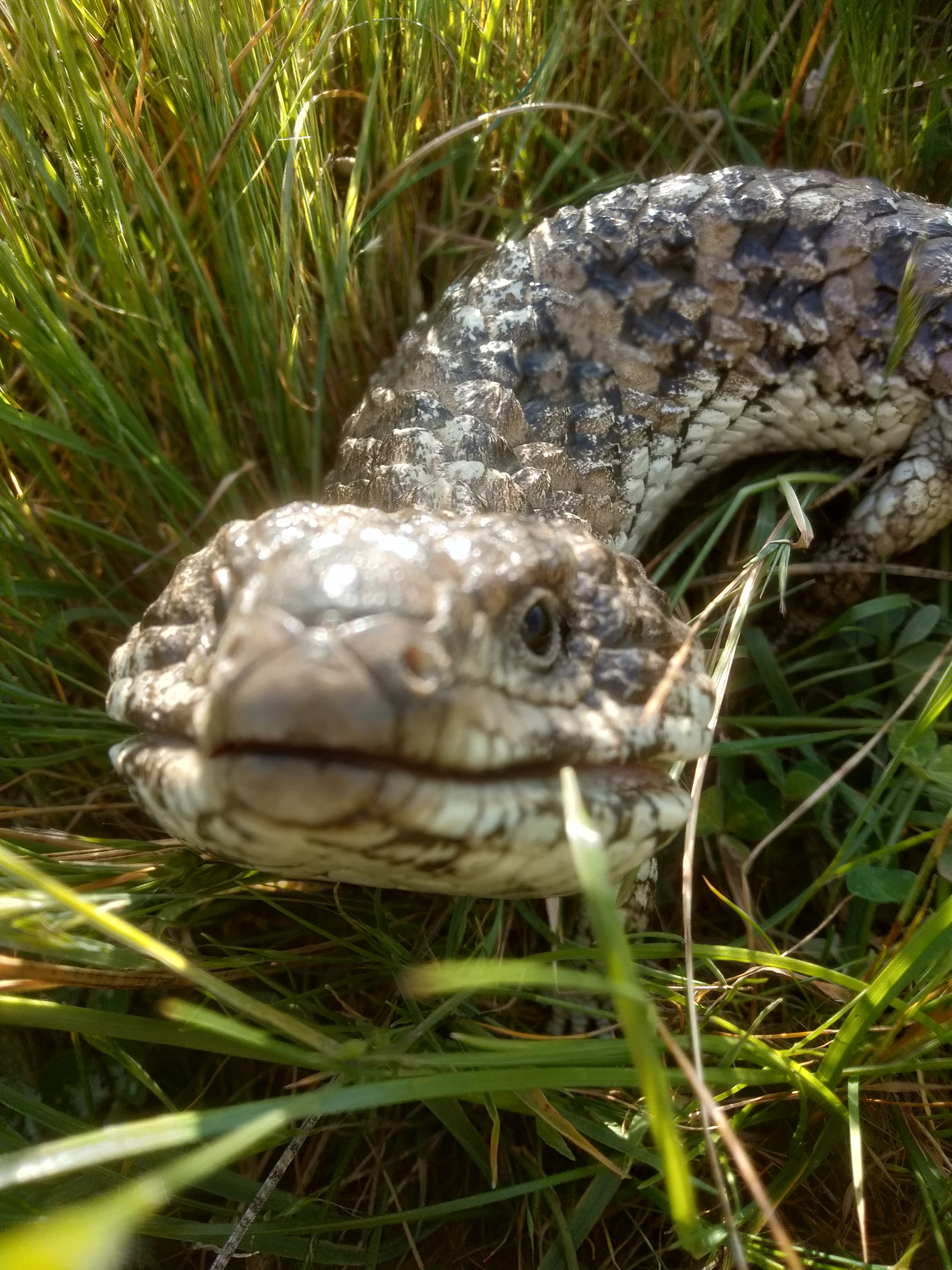 A Smiling Shingle Back Lizard